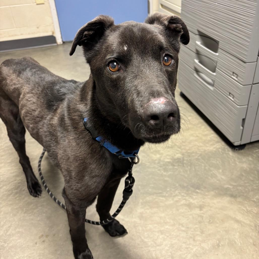 Enlarge Benz, a Adoptable Mixed Breed in DeKalb, IL image 3/4