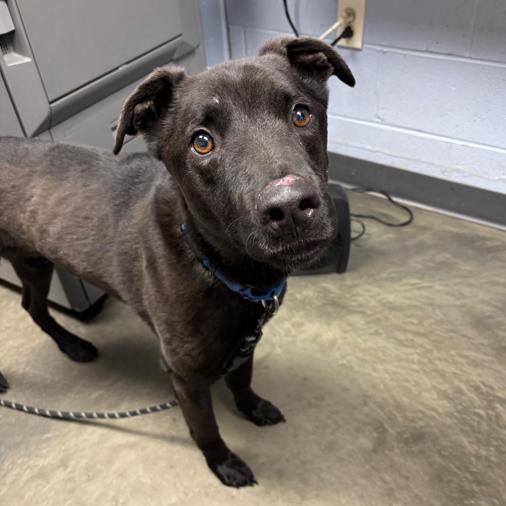 Enlarge Benz, a Adoptable Mixed Breed in DeKalb, IL image 4/4