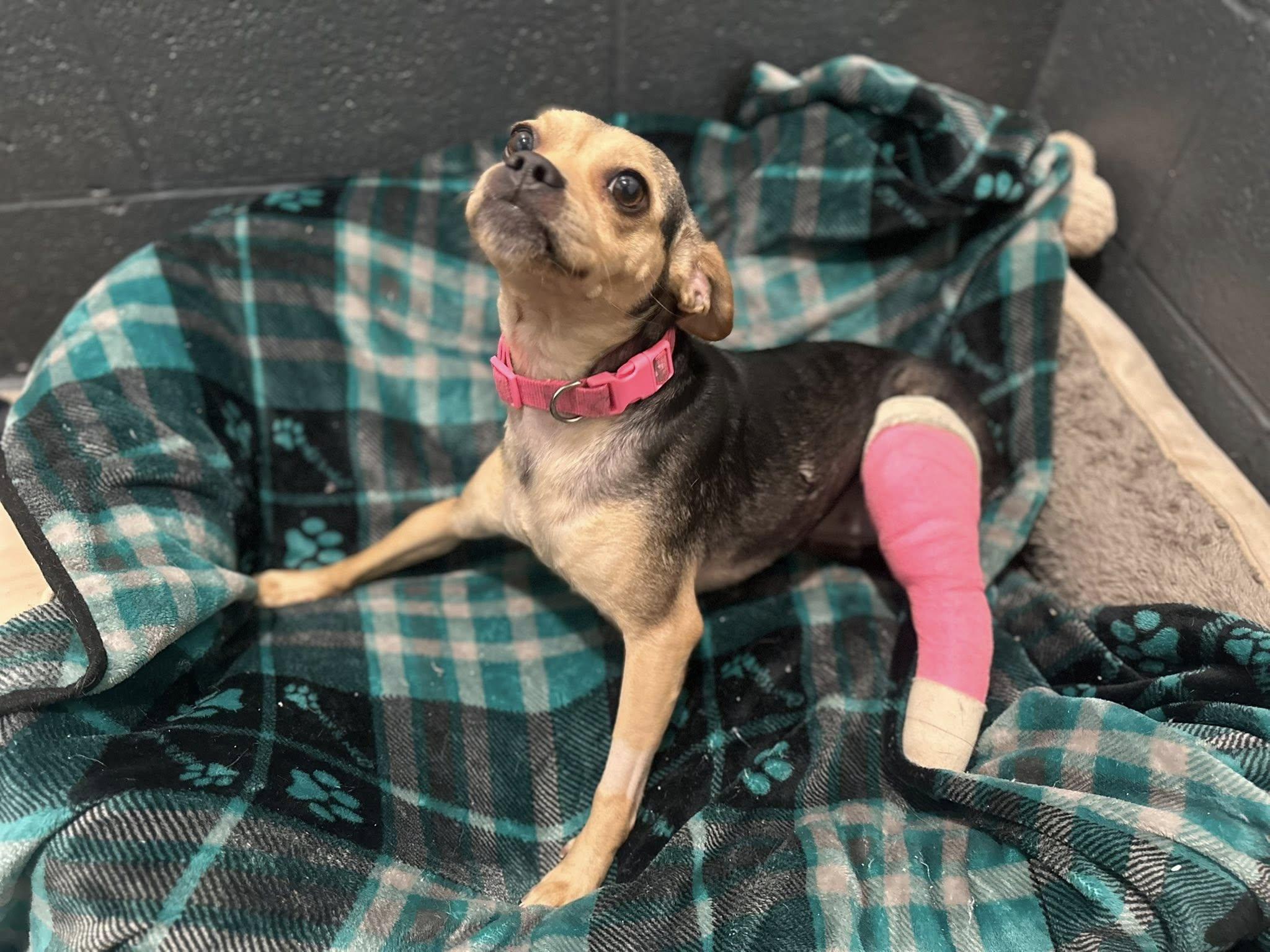 Luna, ADOPTABLE, Young Female Puggle.