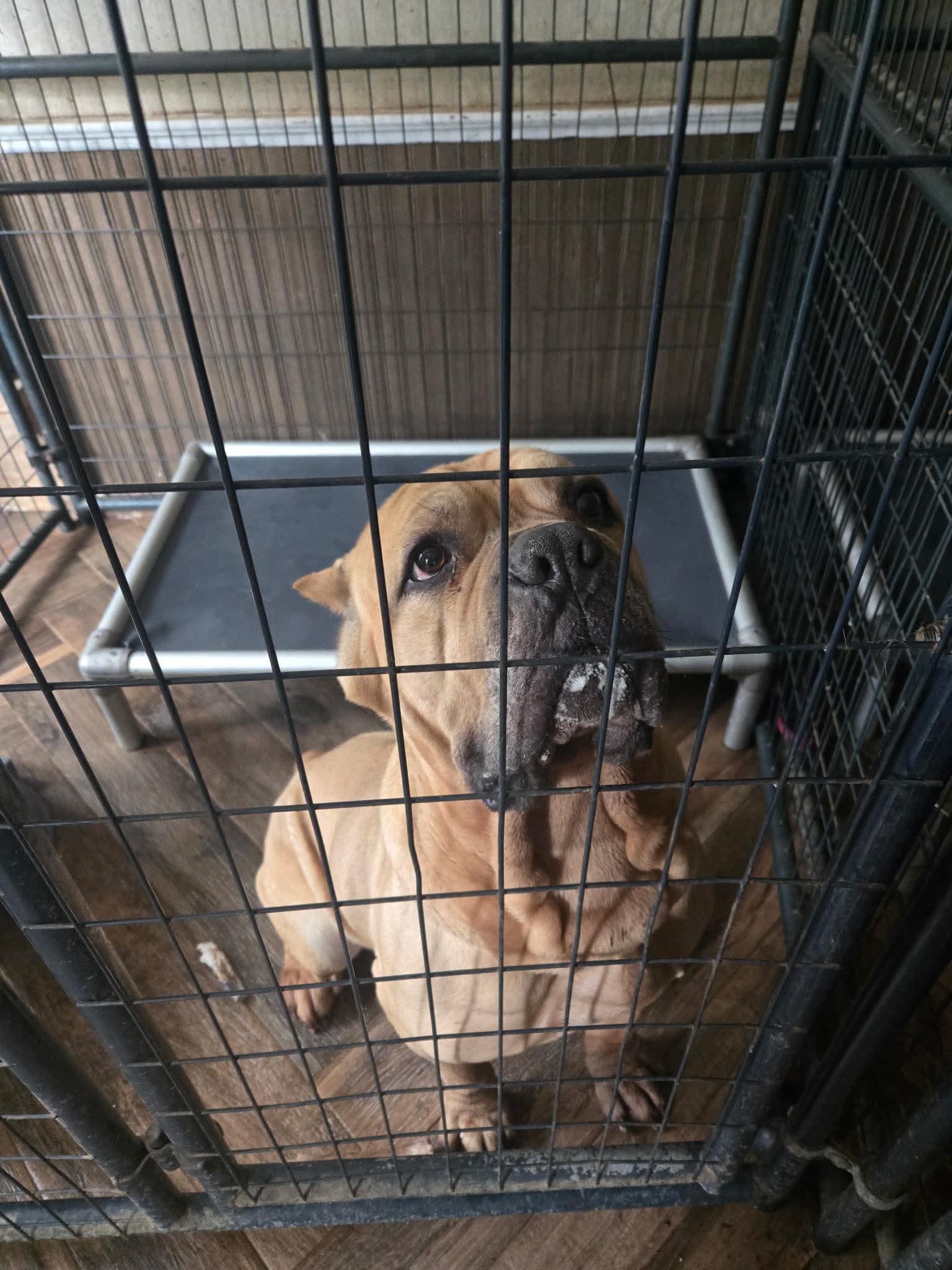 Enlarge Chapo, a ADOPTABLE Mastiff in Macomb, MI image 2/2