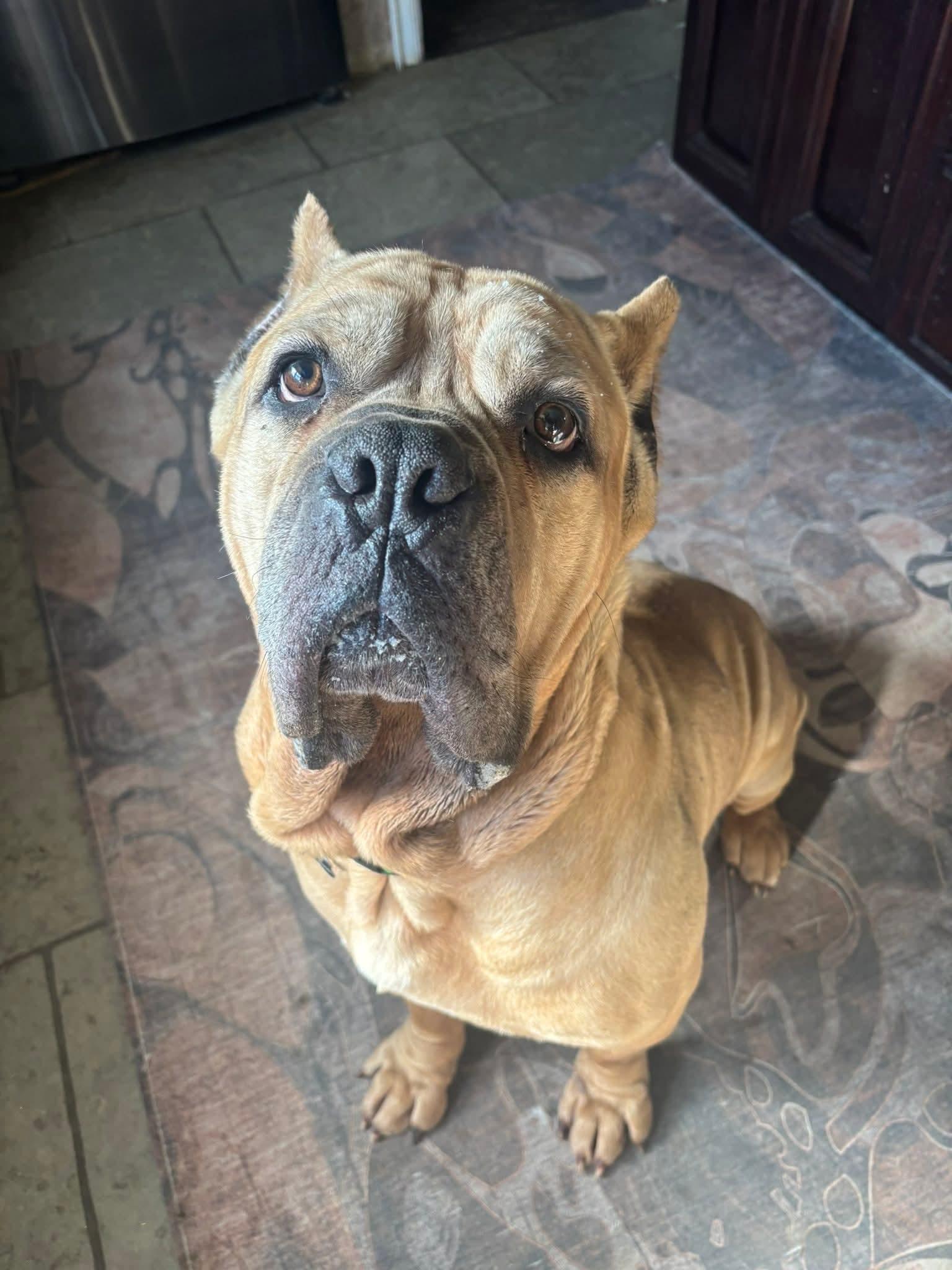 Enlarge Chapo, a ADOPTABLE Mastiff in Macomb, MI image 1/2