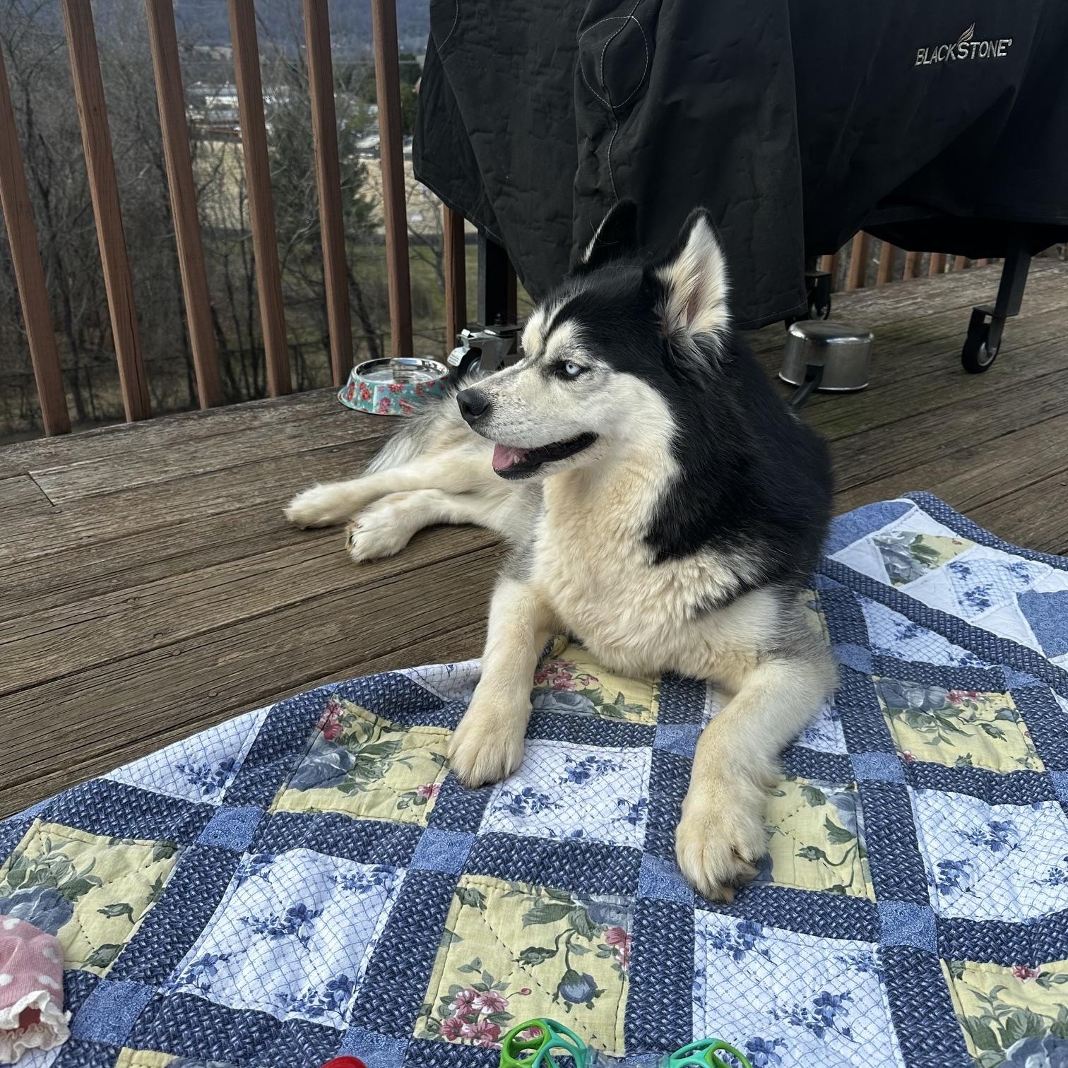 Bella, Adoptable, Adult Female Husky.