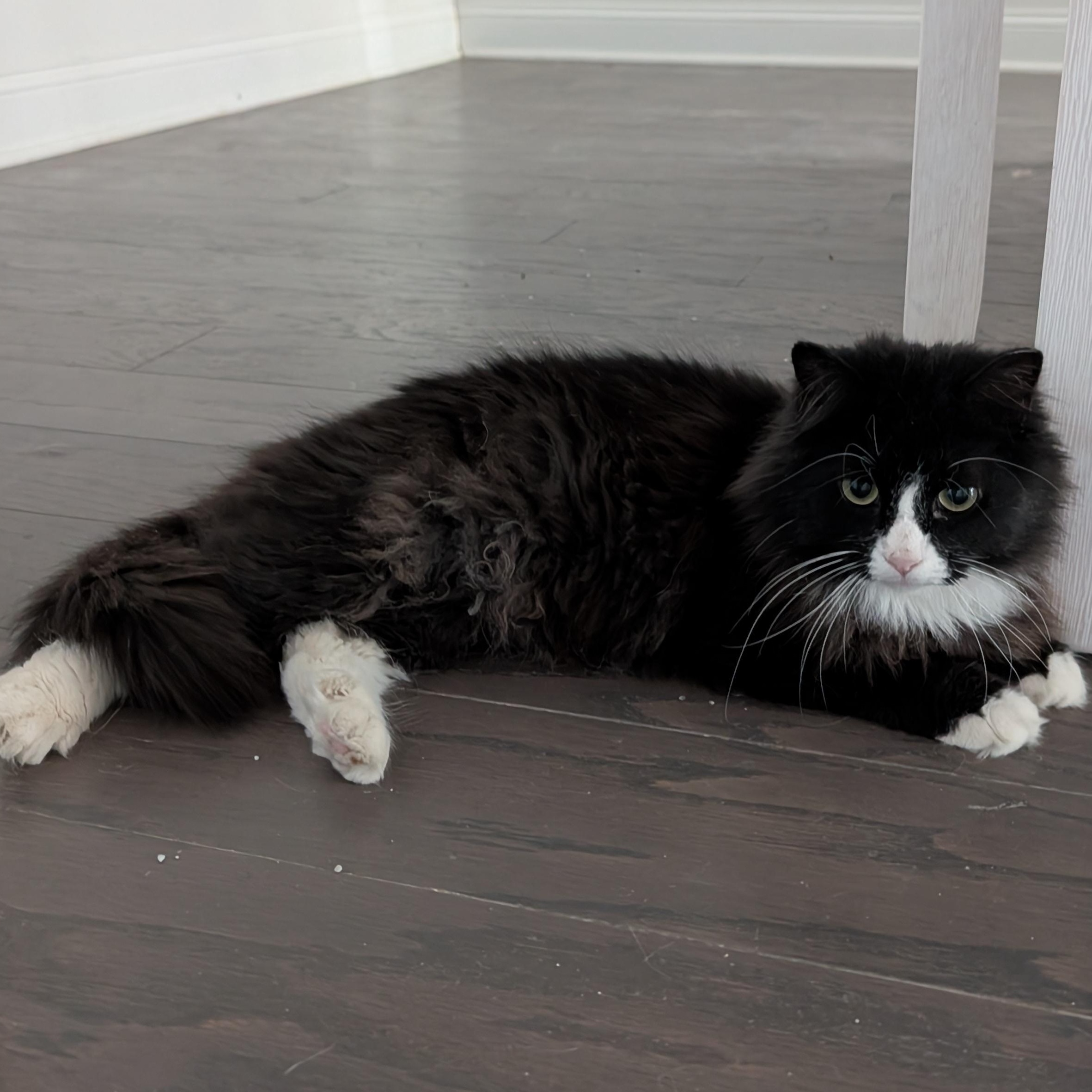 Hemingway, an adopted Domestic Long Hair in Beaufort, SC image 2/2