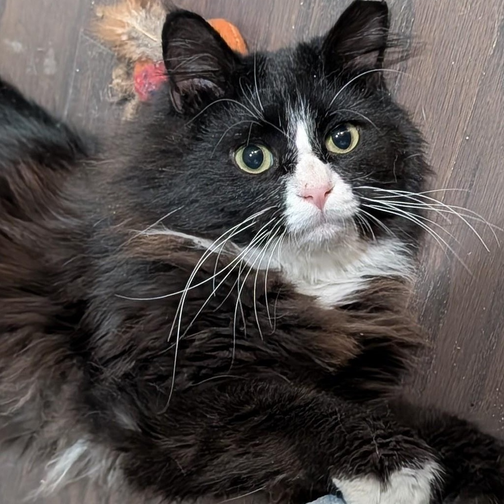 Hemingway, an adopted Domestic Long Hair in Beaufort, SC image 1/2