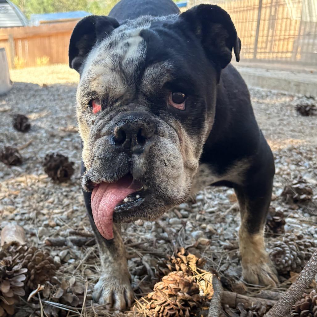 Nicky, Adoptable, Senior Male English Bulldog.