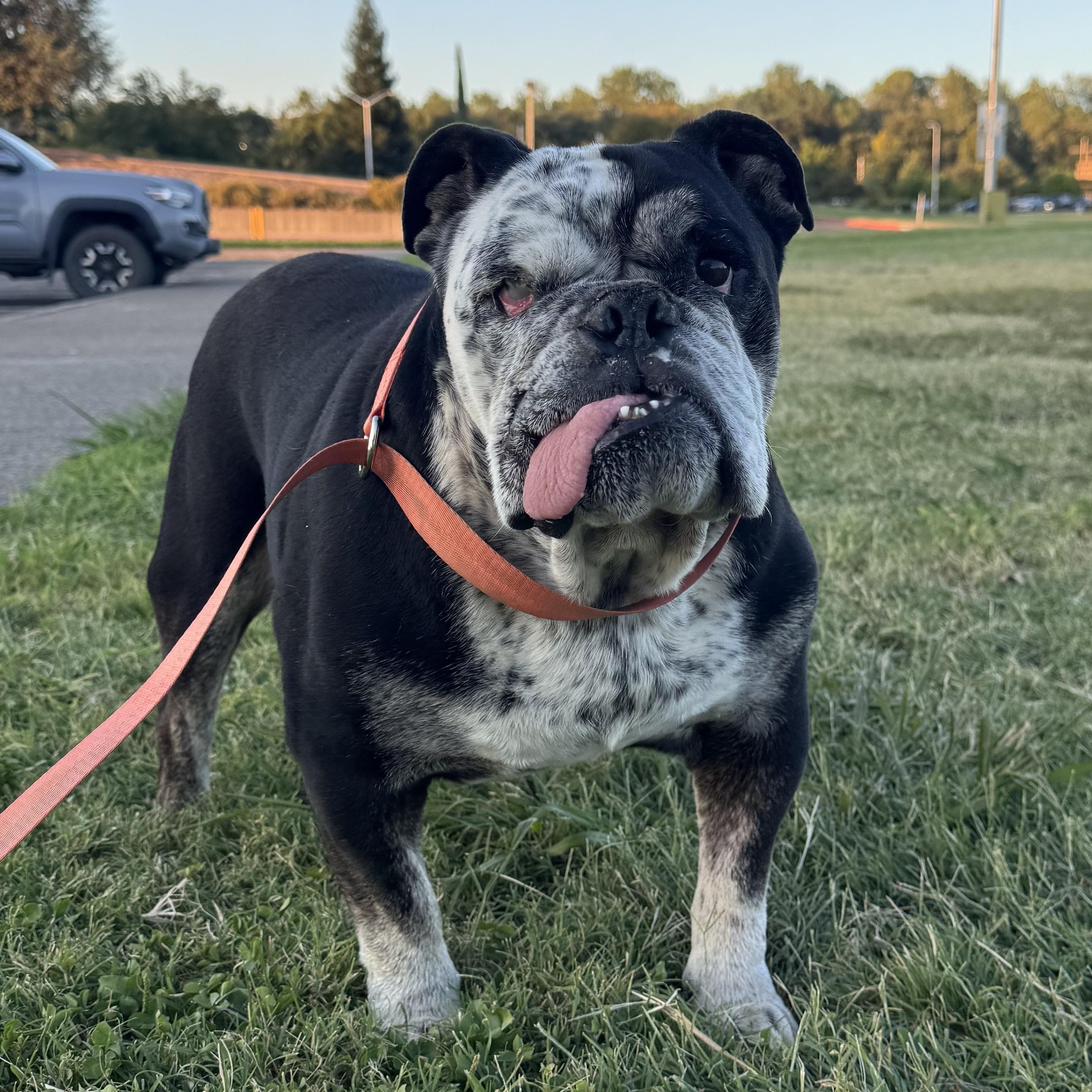 Enlarge Nicky, a Adoptable English Bulldog in Oakland, CA image 2/5