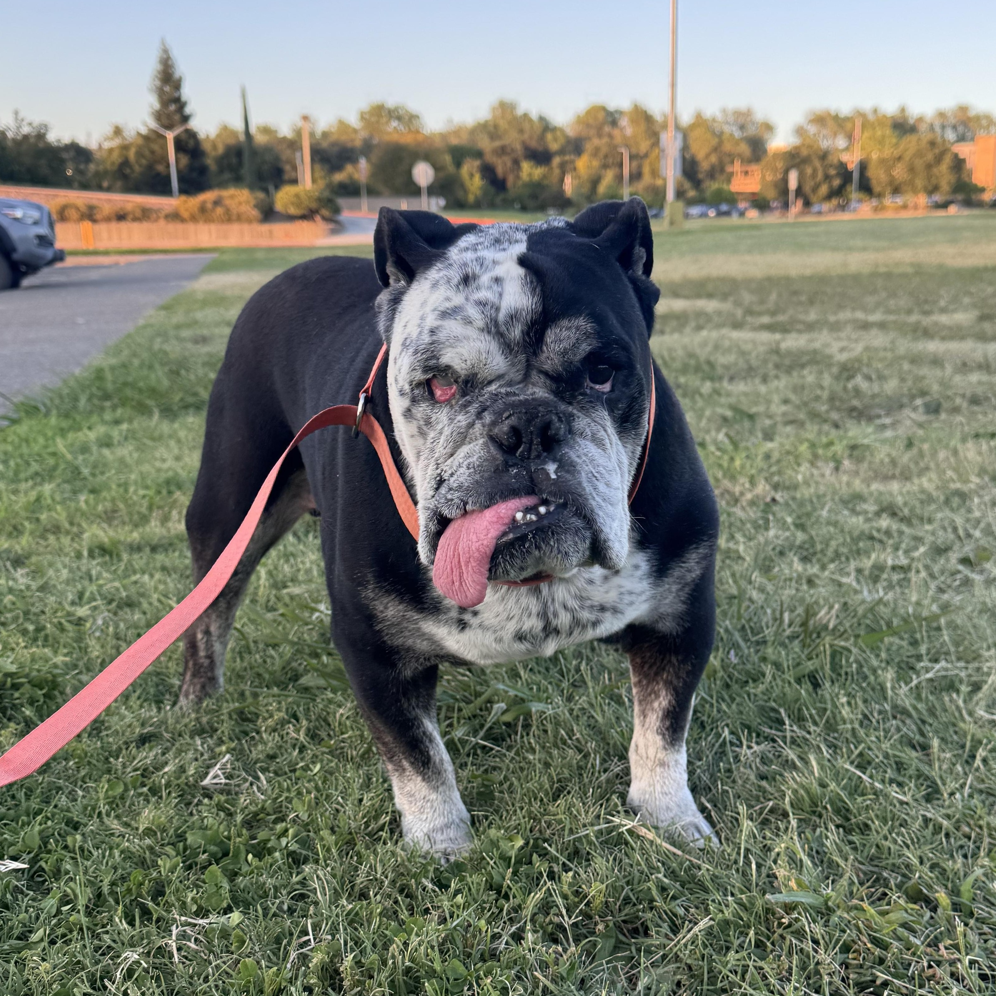 Nicky, Adoptable, Senior Male English Bulldog.