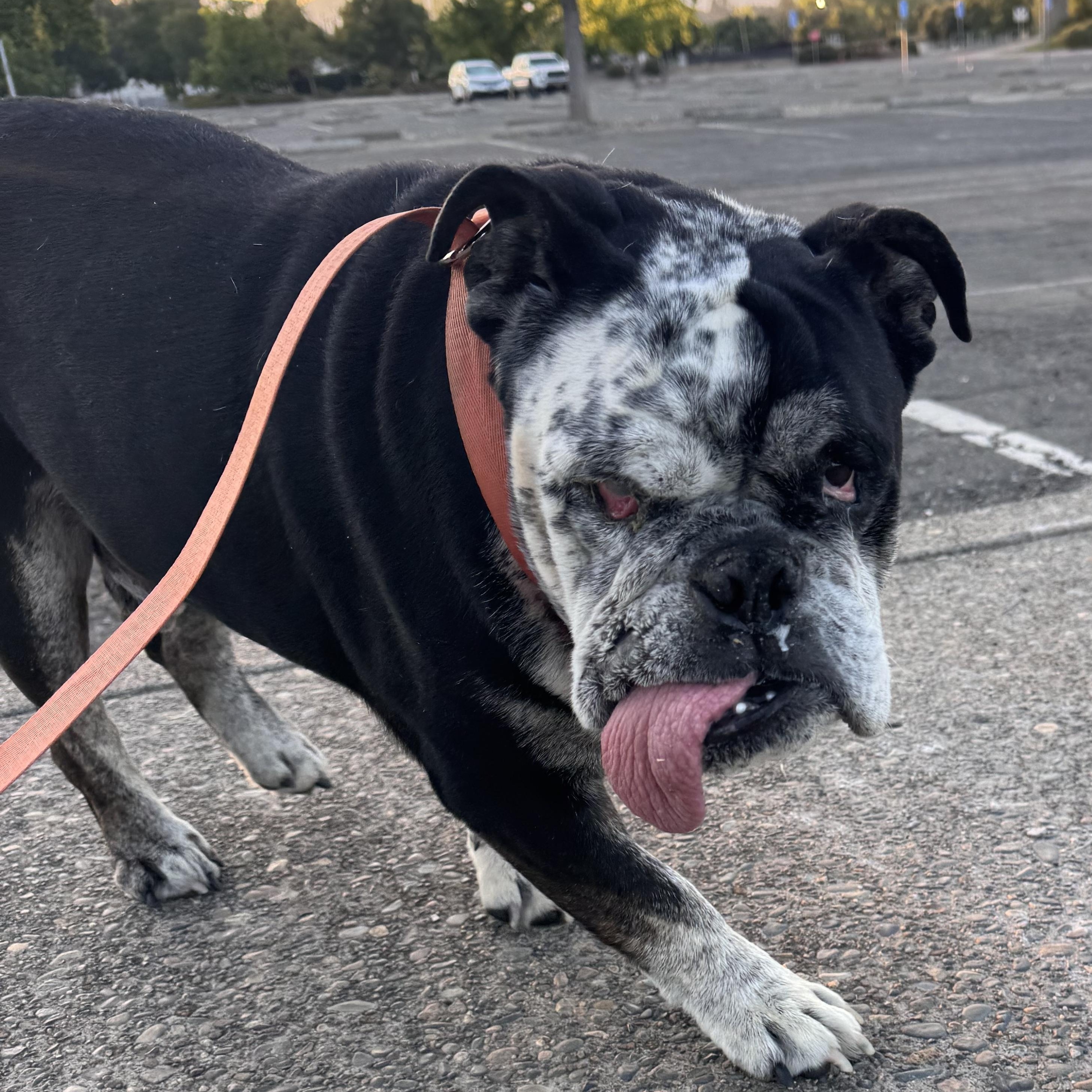 Enlarge Nicky, a Adoptable English Bulldog in Oakland, CA image 5/5