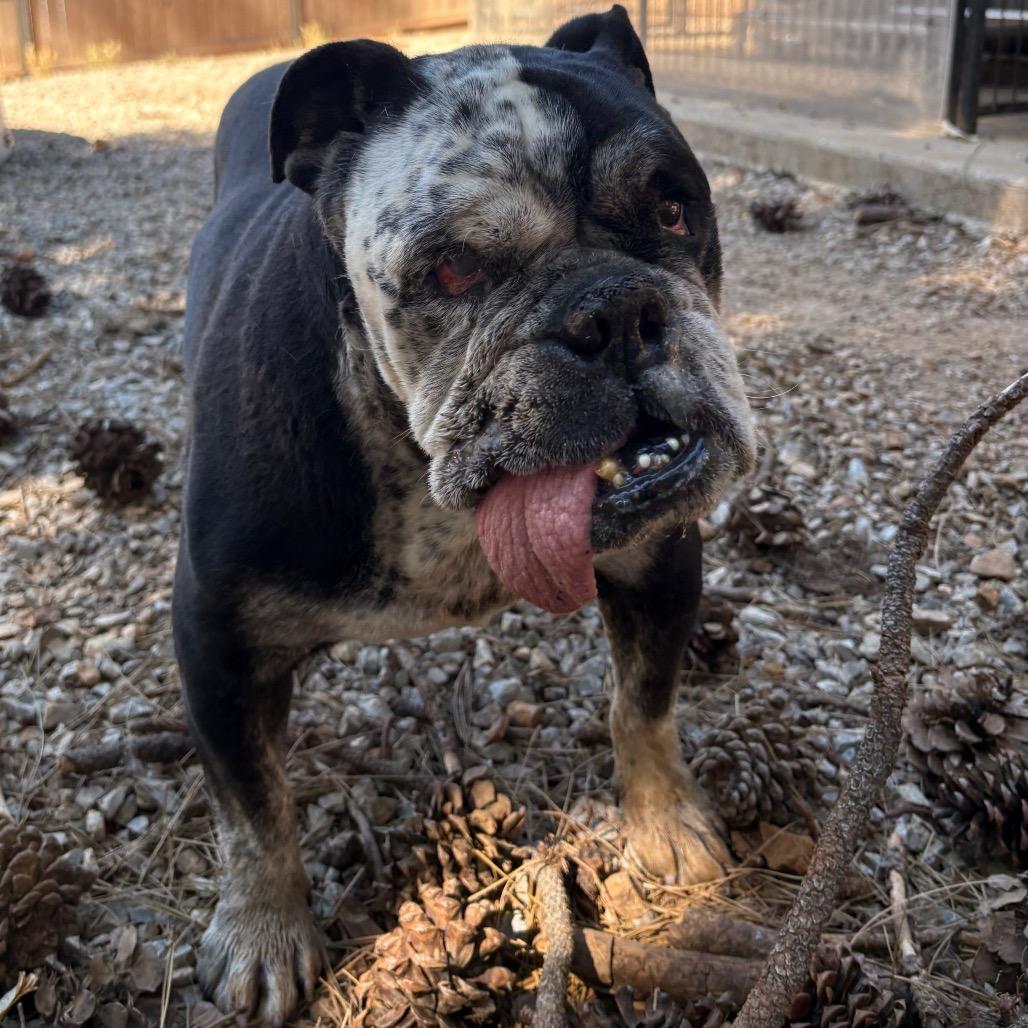Nicky, a Adoptable English Bulldog in Lakehead, CA image 3/3