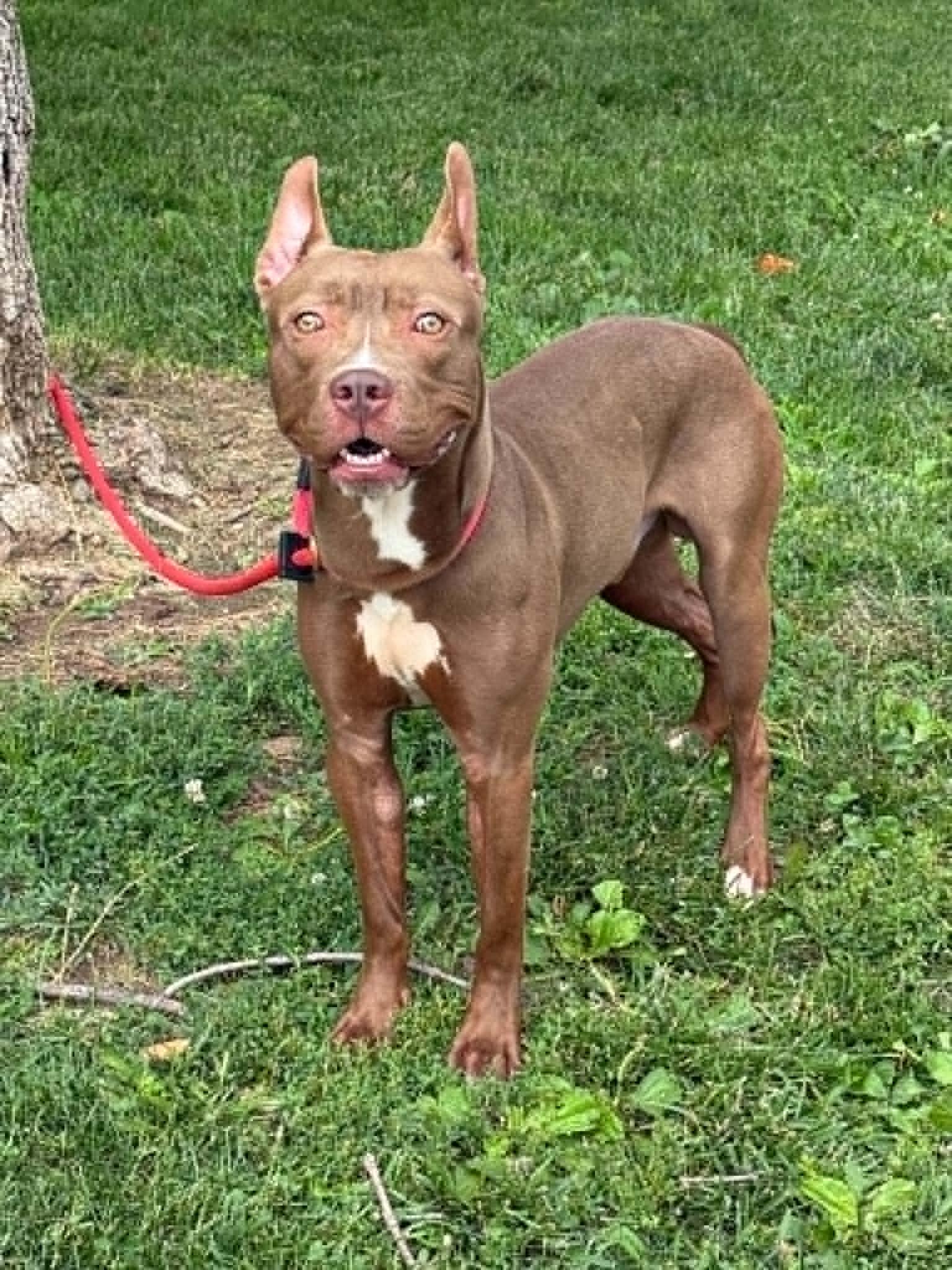 Enlarge Scout (in a FOSTER home), a ADOPTABLE mixed breed in Springfield, IL image 5/5