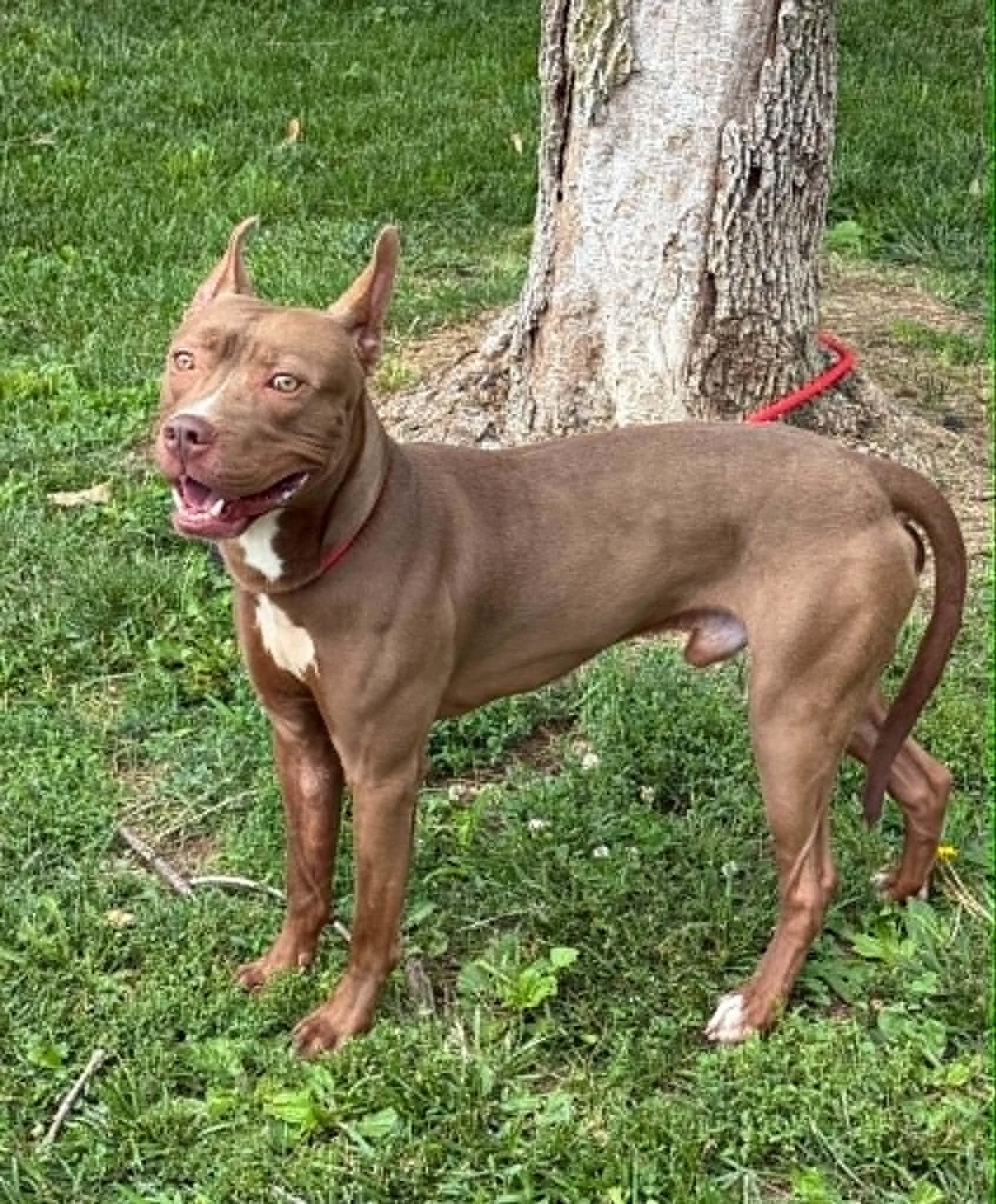 Enlarge Scout (in a FOSTER home), a ADOPTABLE mixed breed in Springfield, IL image 3/5