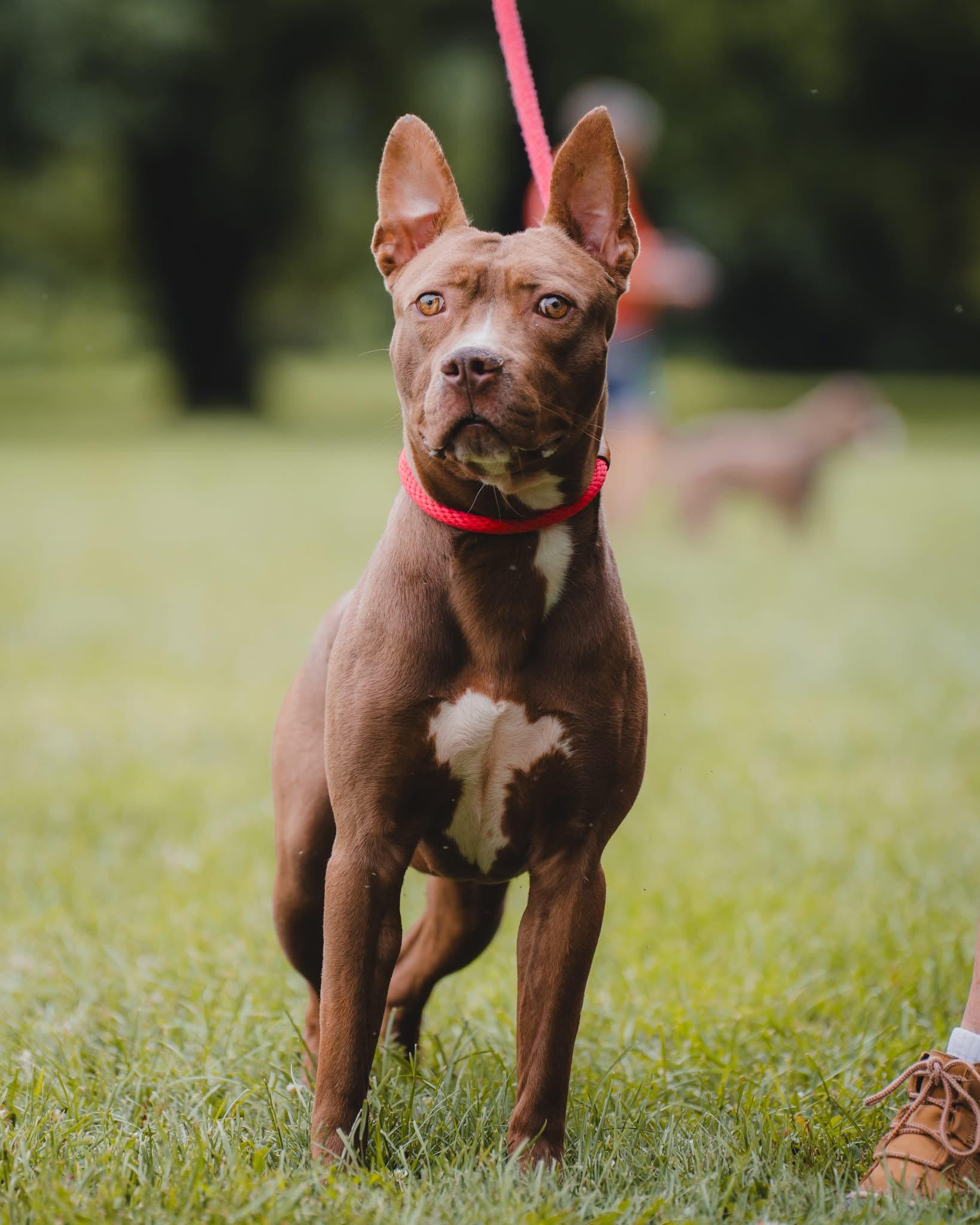 Scout (in a FOSTER home), ADOPTABLE, Young Male Pit Bull Terrier.