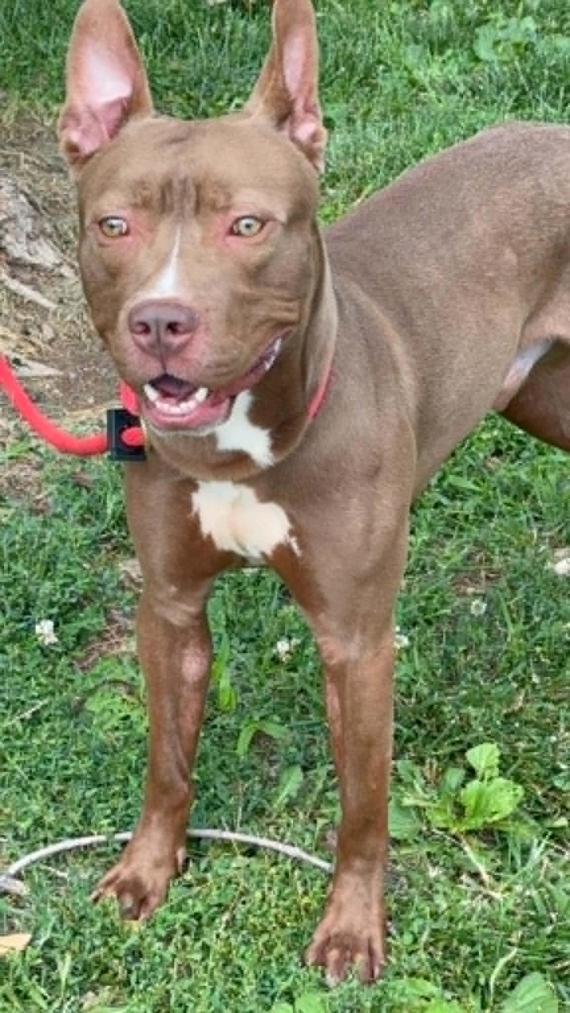 Enlarge Scout (in a FOSTER home), a ADOPTABLE mixed breed in Springfield, IL image 4/5