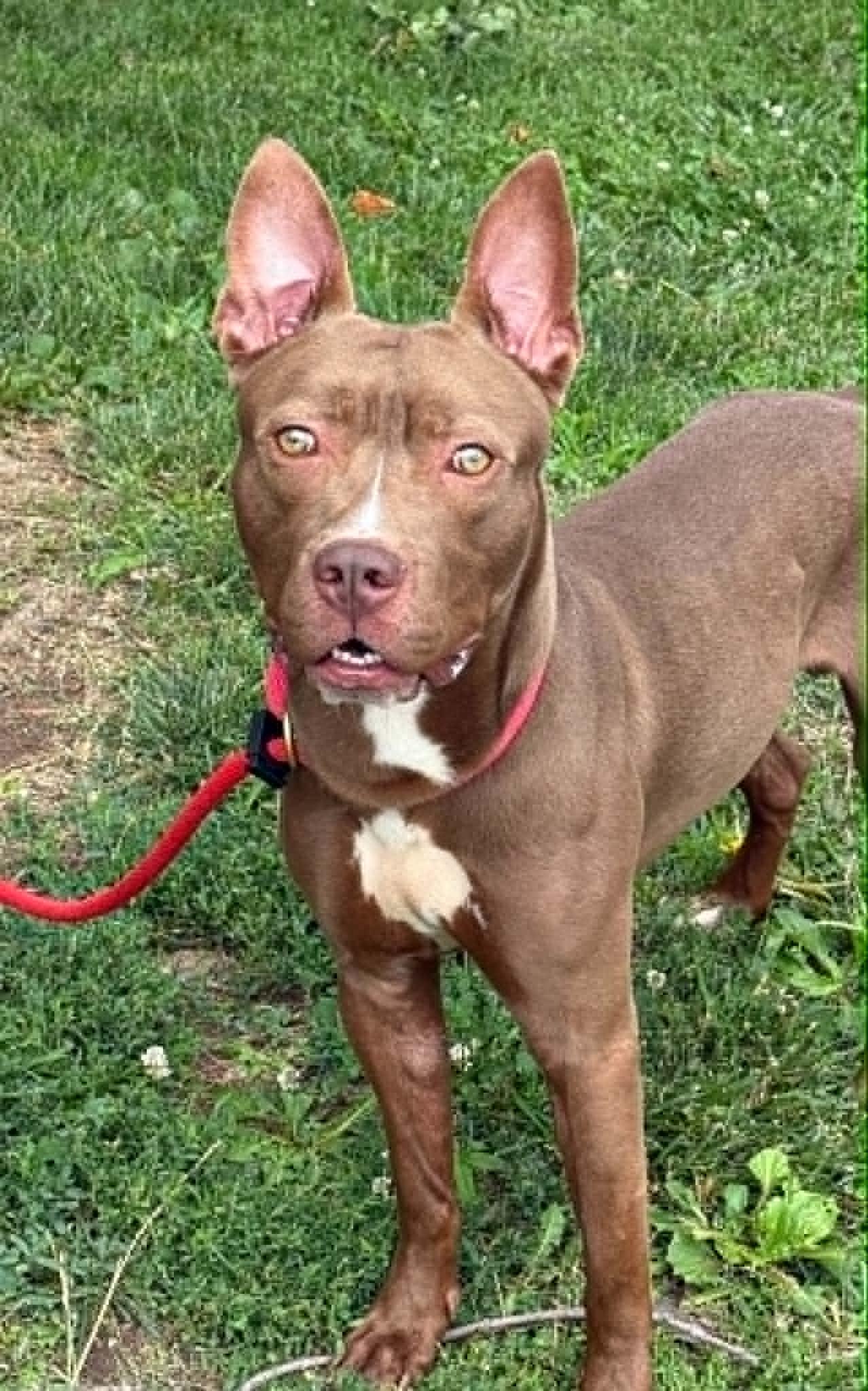 Enlarge Scout (in a FOSTER home), a ADOPTABLE mixed breed in Springfield, IL image 2/5