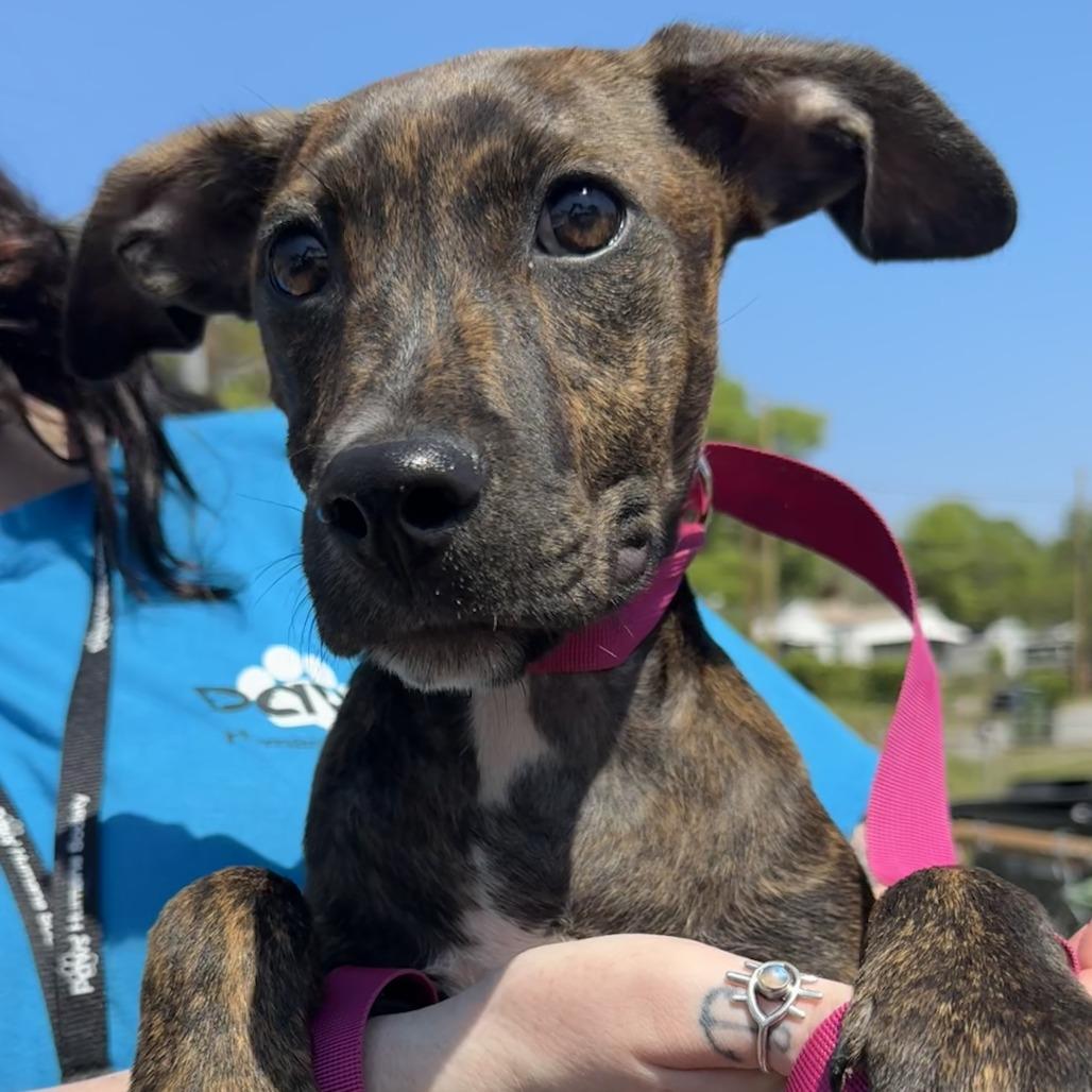 Enlarge Green, a Adoptable Mixed Breed in Columbus, GA image 1/1