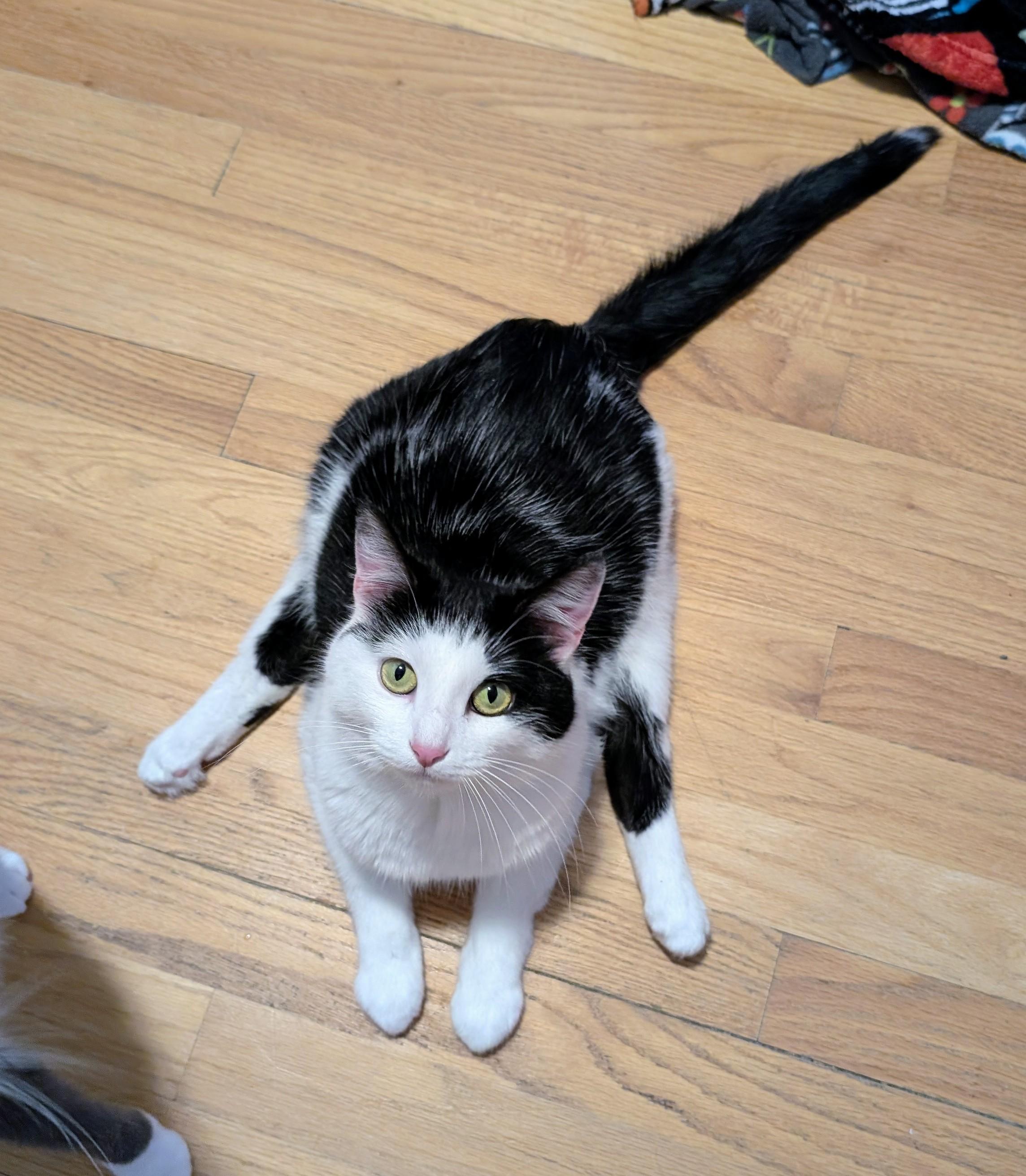 Fart Jacobs, Adoptable, Young Female Domestic Short Hair.