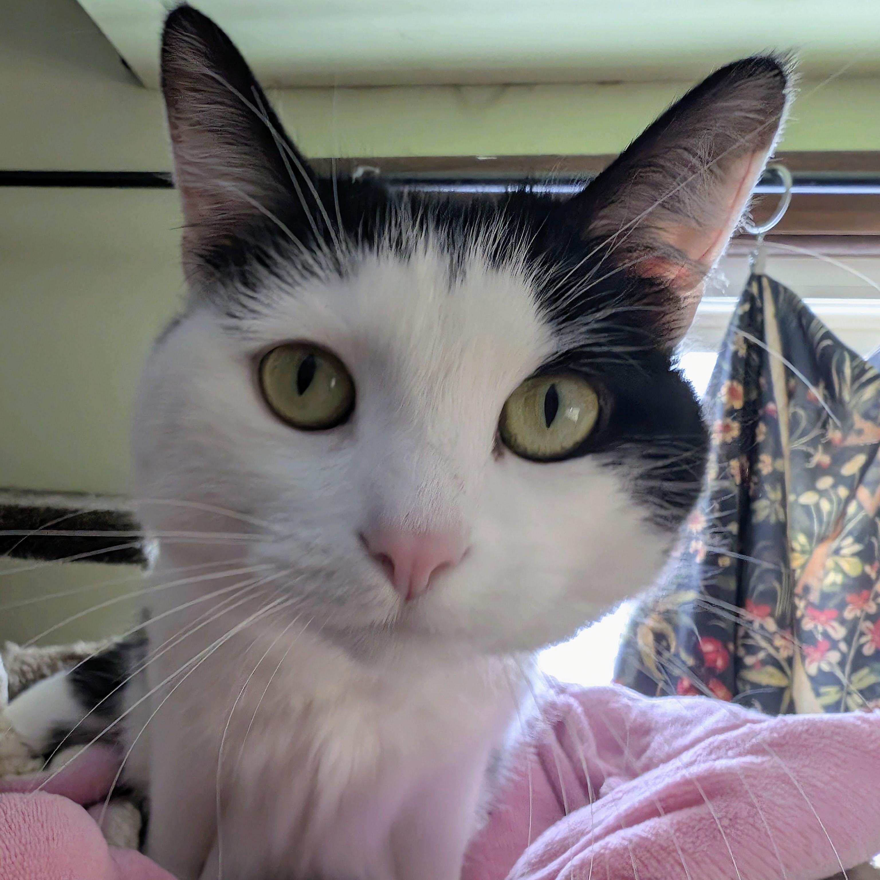 Fart Jacobs, Adoptable, Young Female Domestic Short Hair.