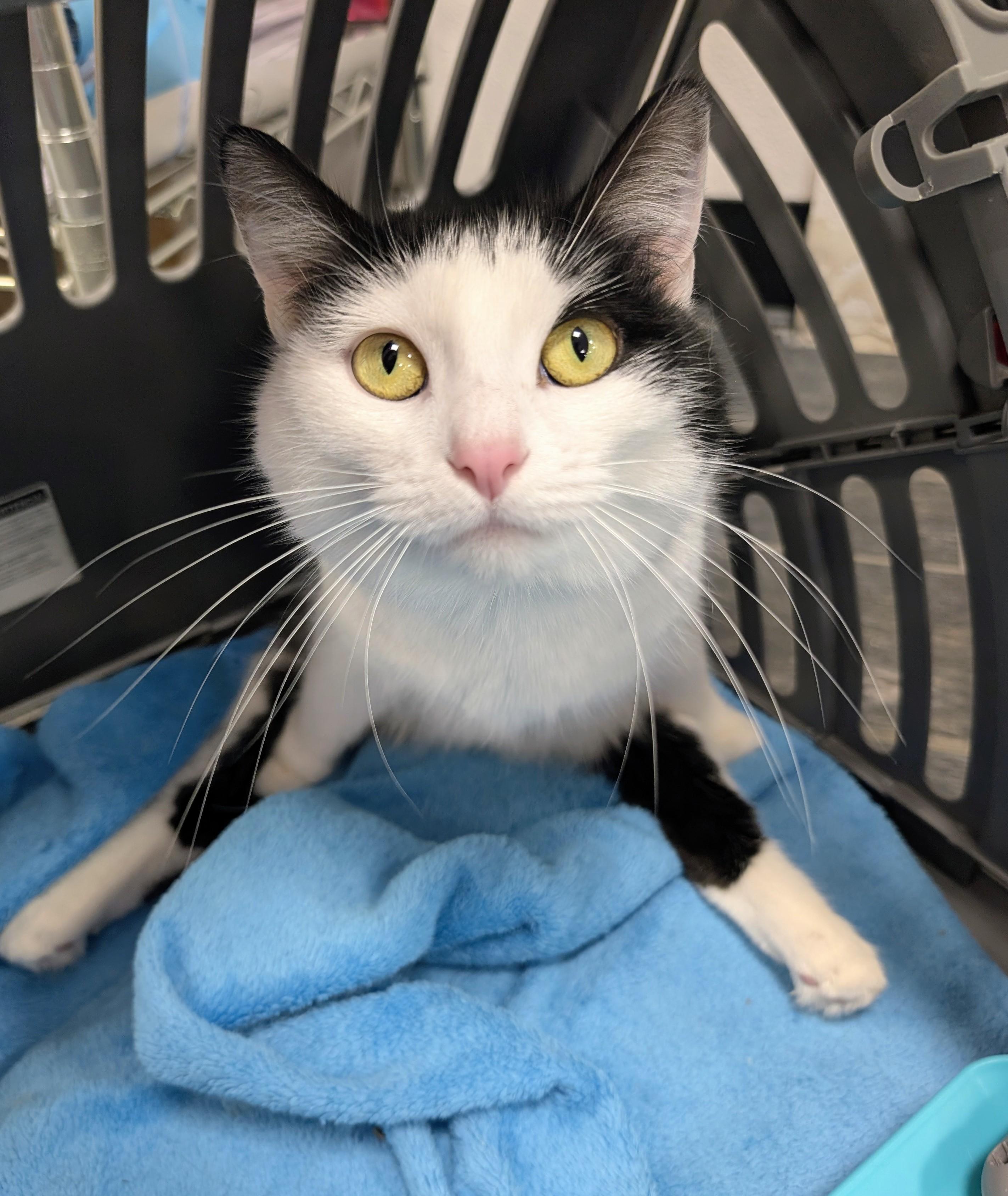 Fart Jacobs, a Adoptable Domestic Short Hair in Madison, WI image 2/6