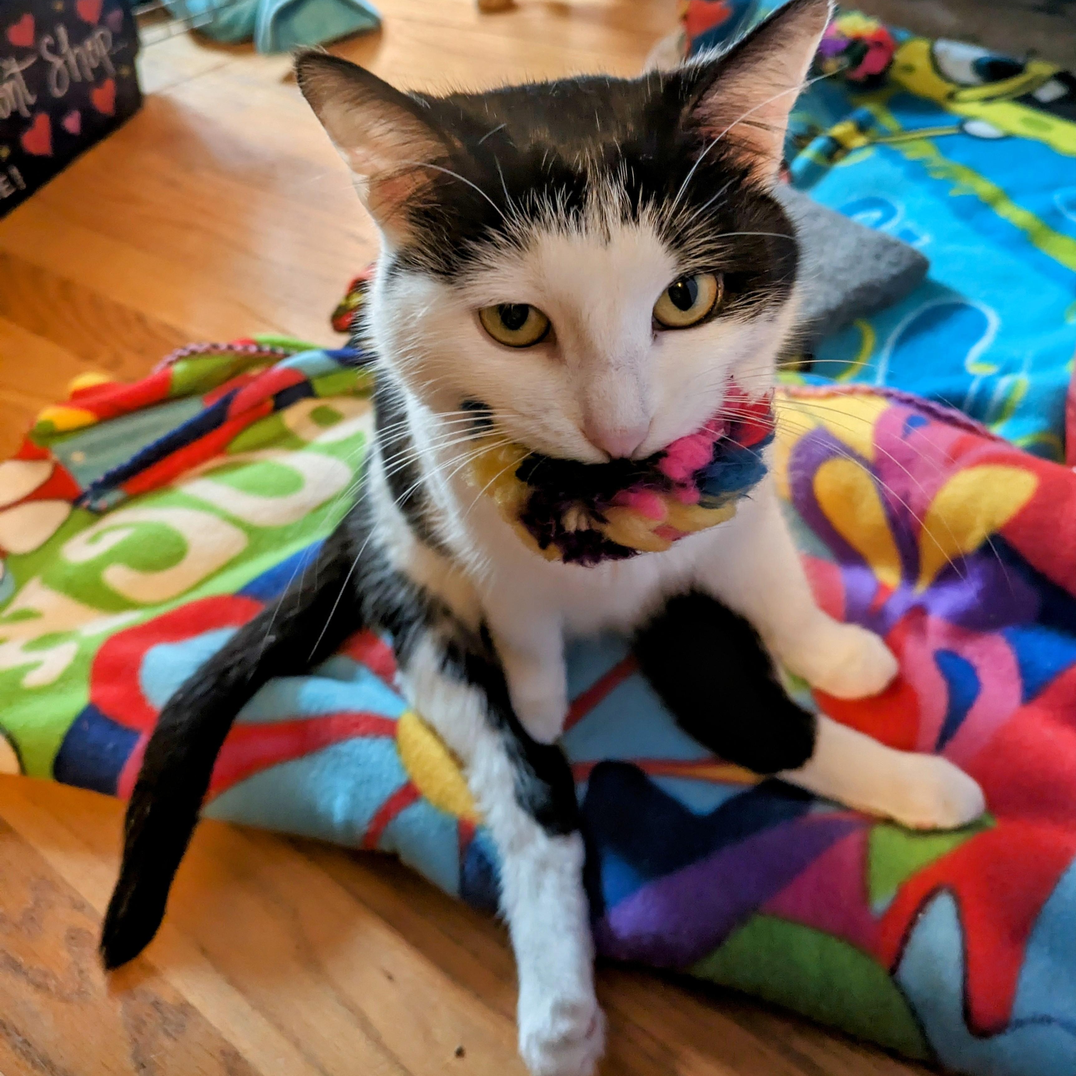 Fart Jacobs, a Adoptable Domestic Short Hair in Madison, WI image 6/6