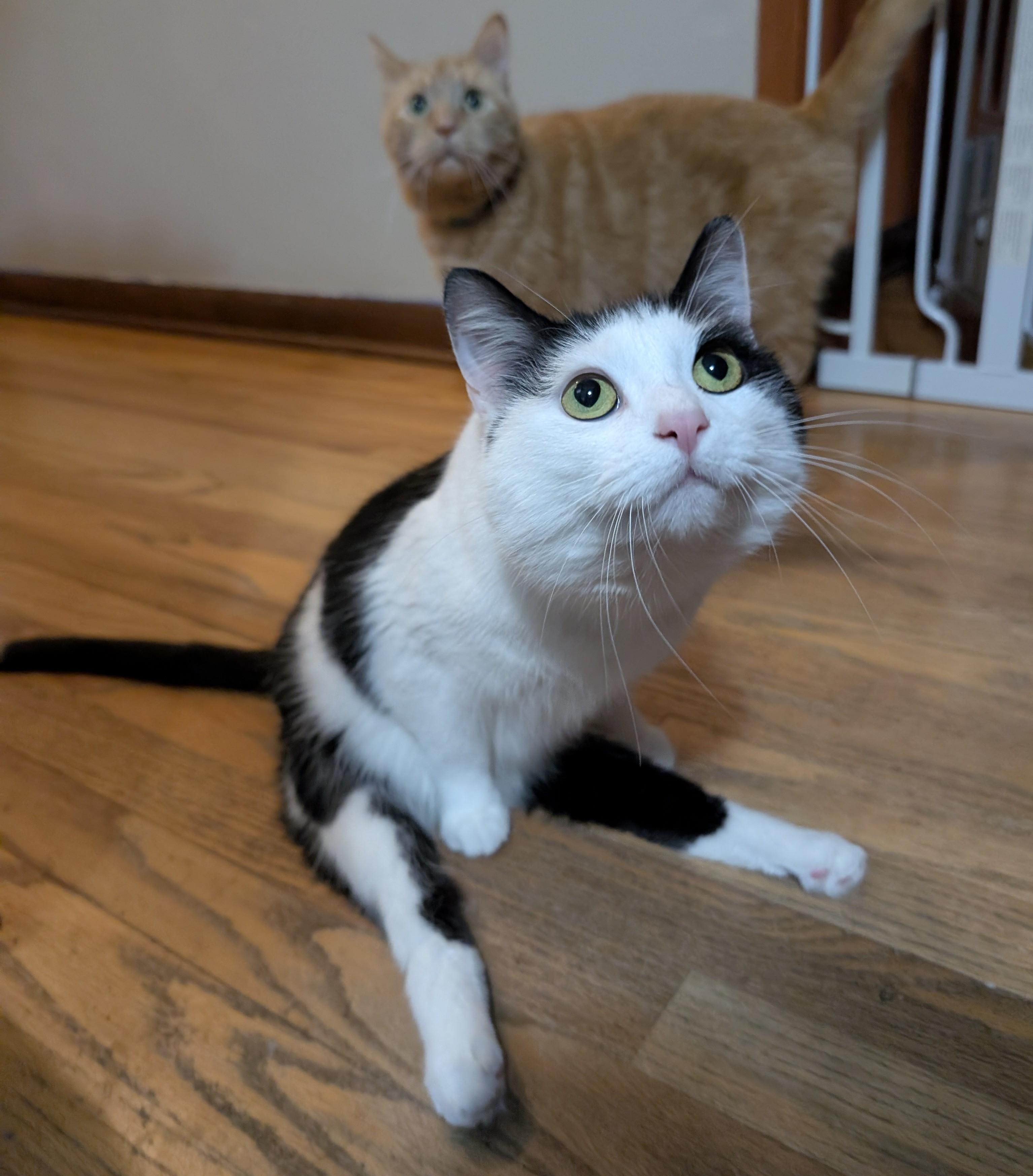 Fart Jacobs, a Adoptable Domestic Short Hair in Madison, WI image 3/6