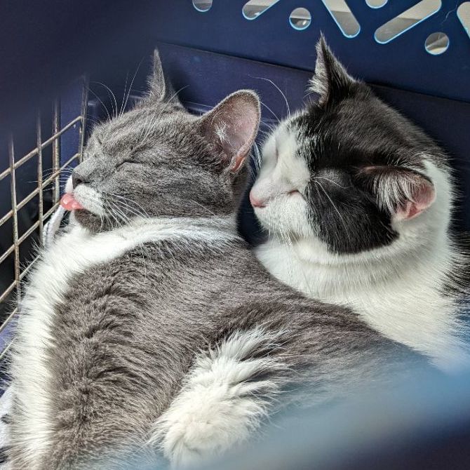 Fart Jacobs, a Adoptable Domestic Short Hair in Madison, WI image 4/6