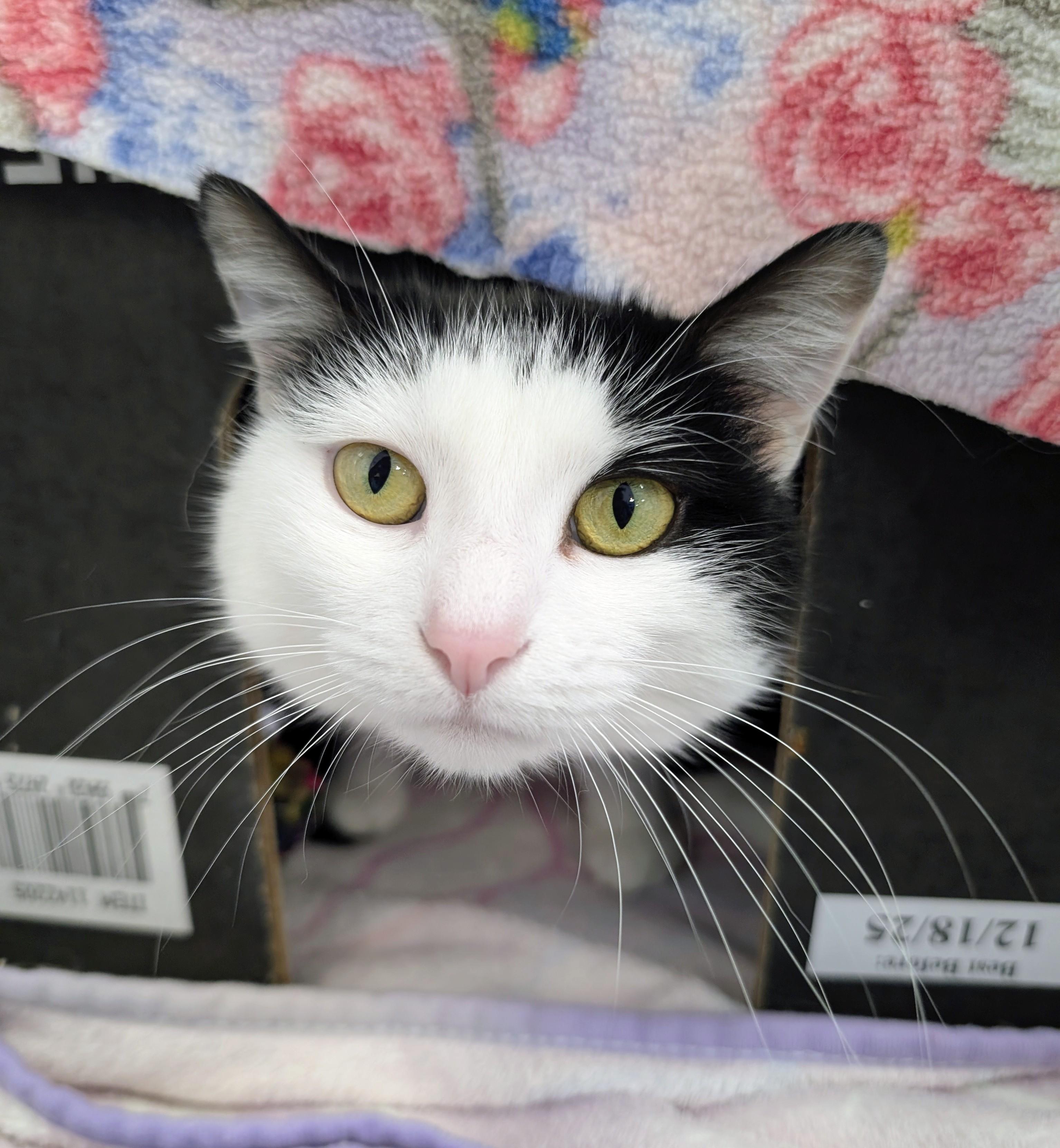 Fart Jacobs, a Adoptable Domestic Short Hair in Madison, WI image 5/6