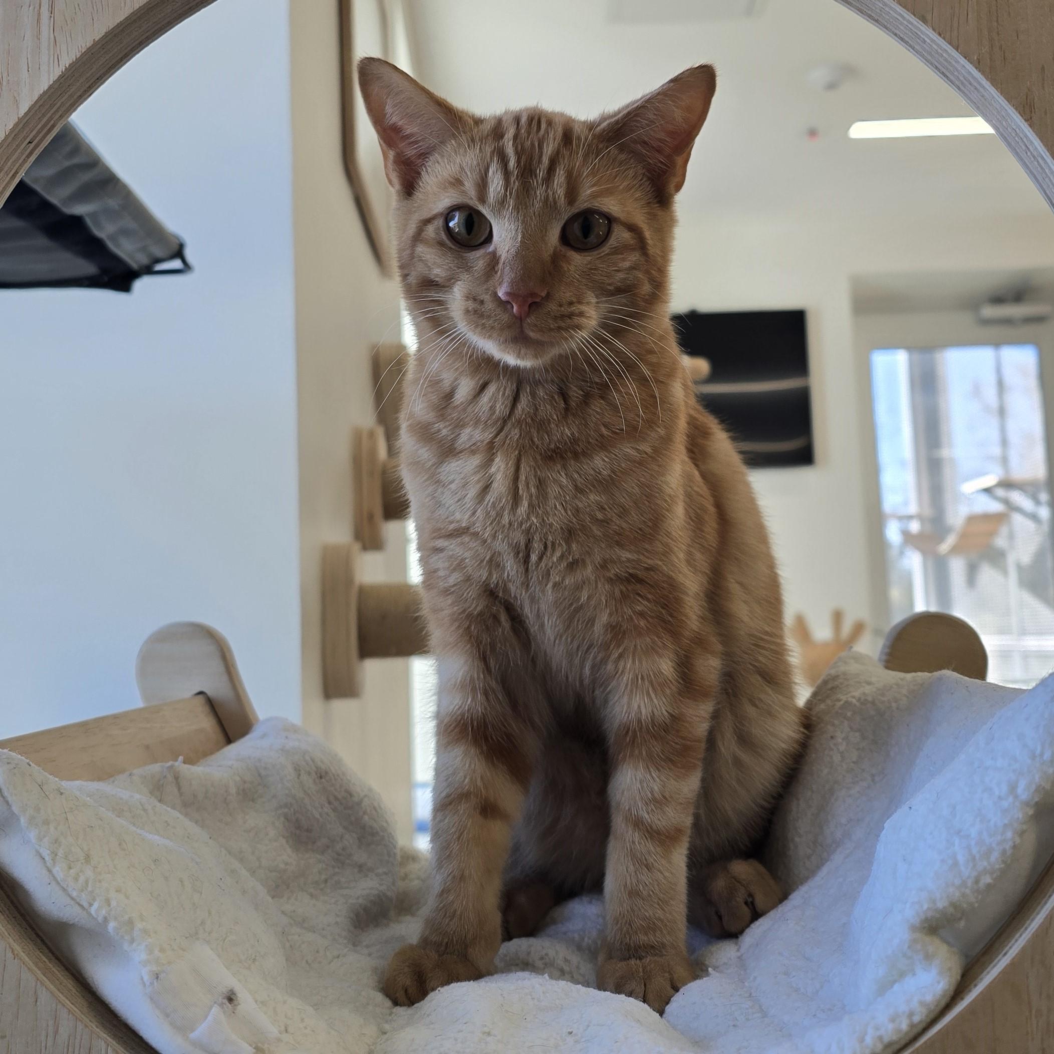 Lamborghini, a Adoptable Domestic Short Hair in Nashville, TN image 6/6