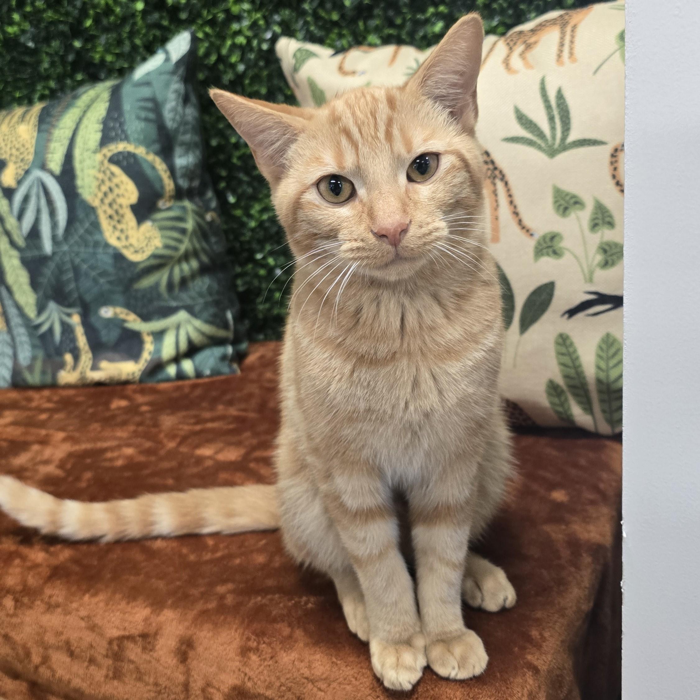 Lamborghini, Adoptable, Young Male Domestic Short Hair.