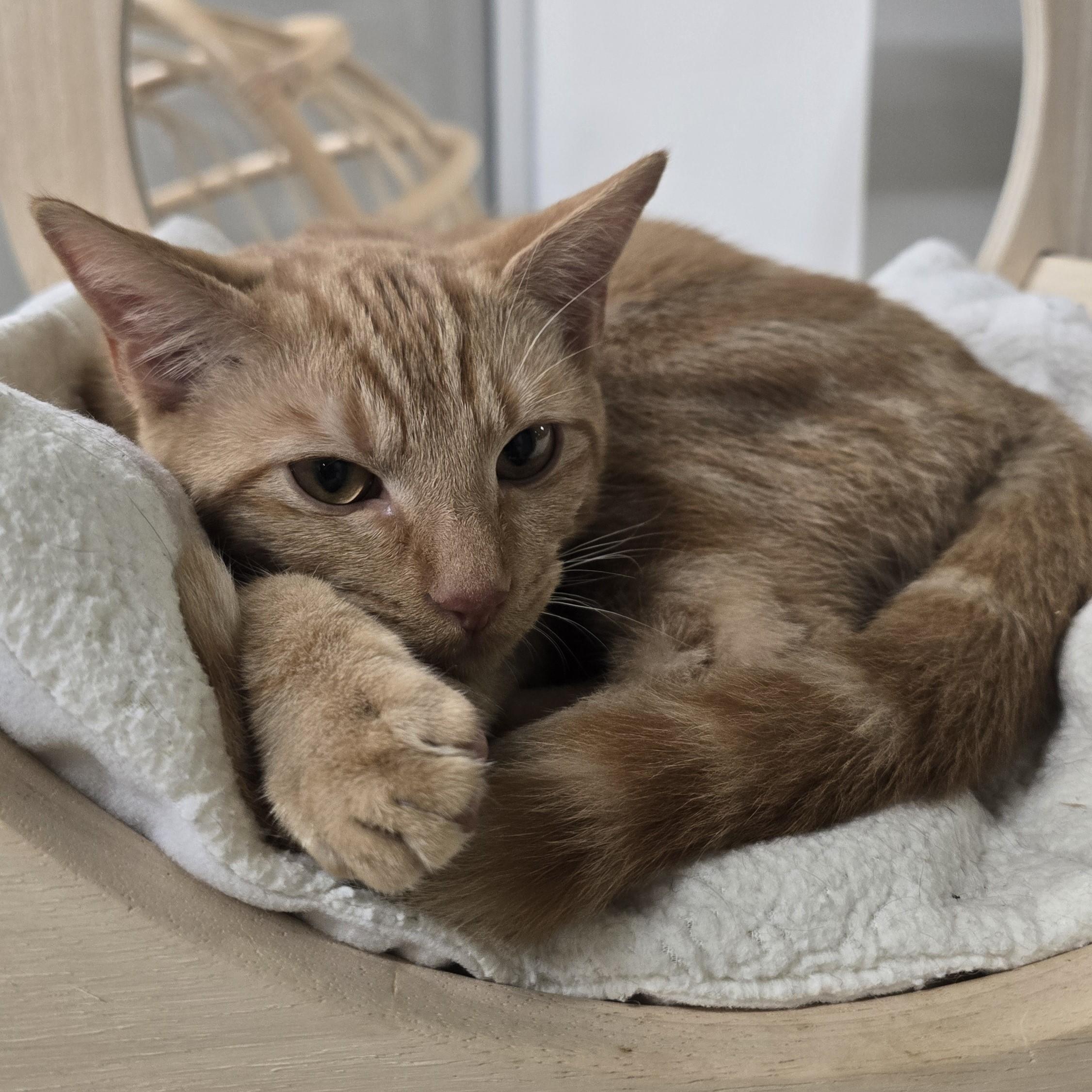 Lamborghini, a Adoptable Domestic Short Hair in Nashville, TN image 4/6