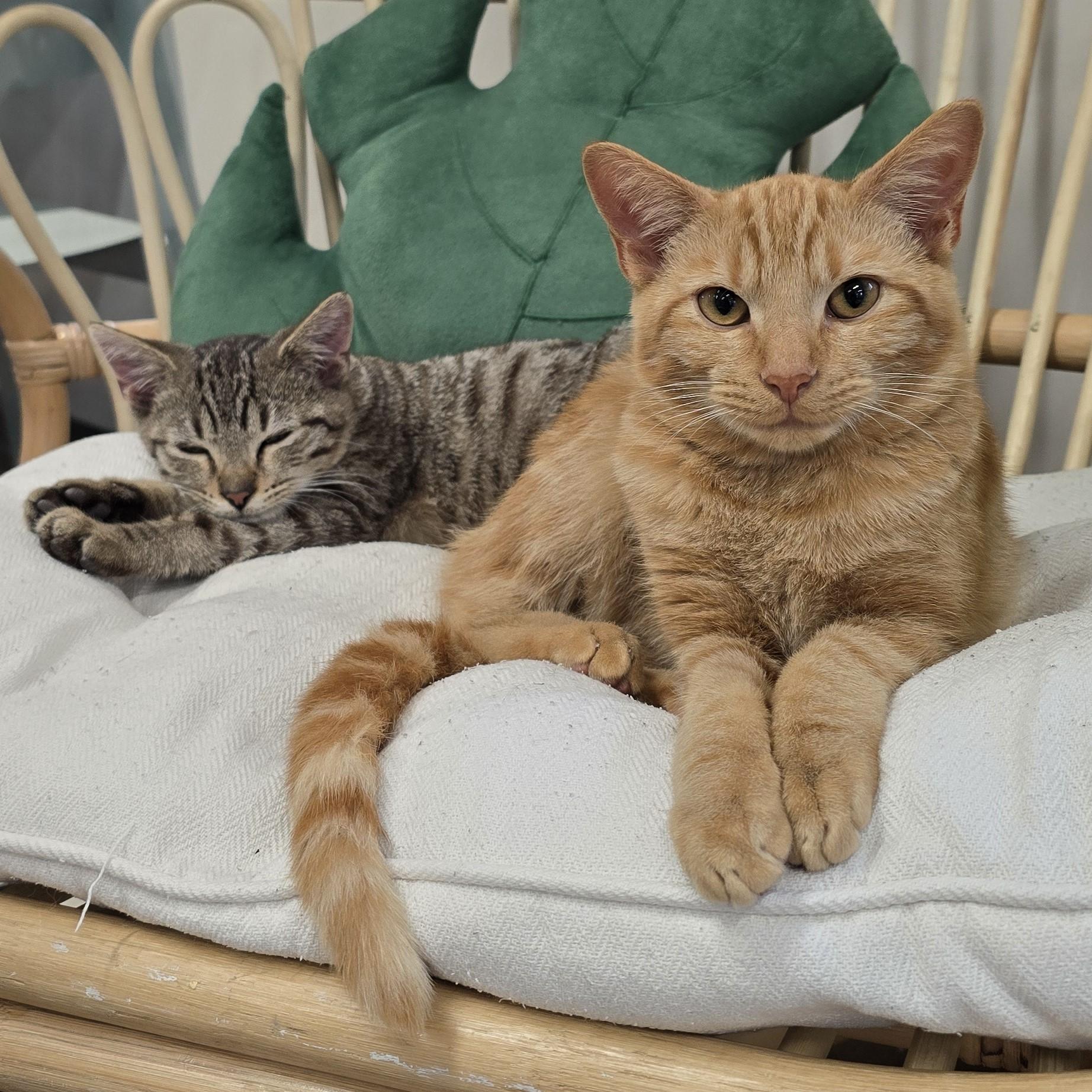 Lamborghini, a Adoptable Domestic Short Hair in Nashville, TN image 5/6