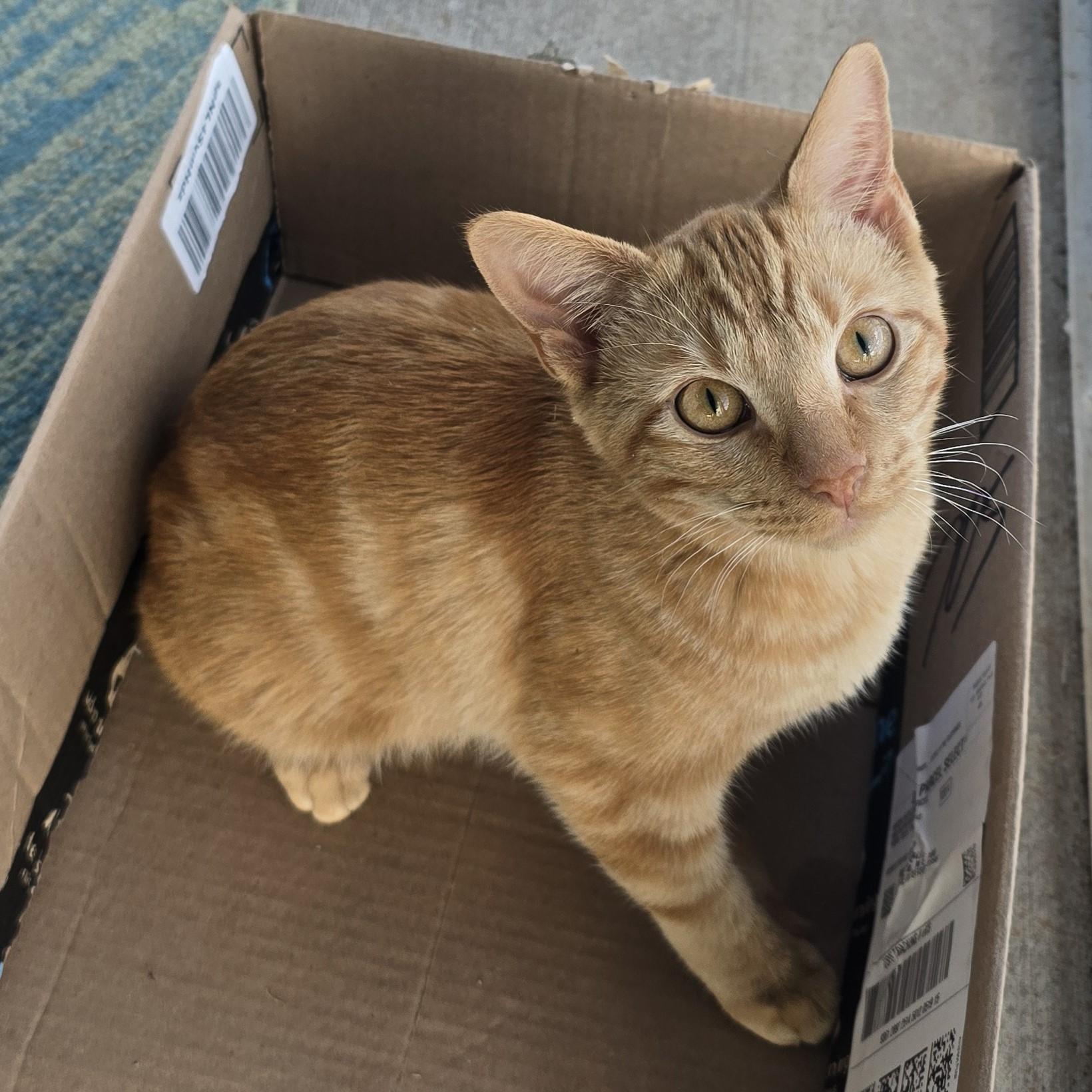 Lamborghini, a Adoptable Domestic Short Hair in Nashville, TN image 2/6