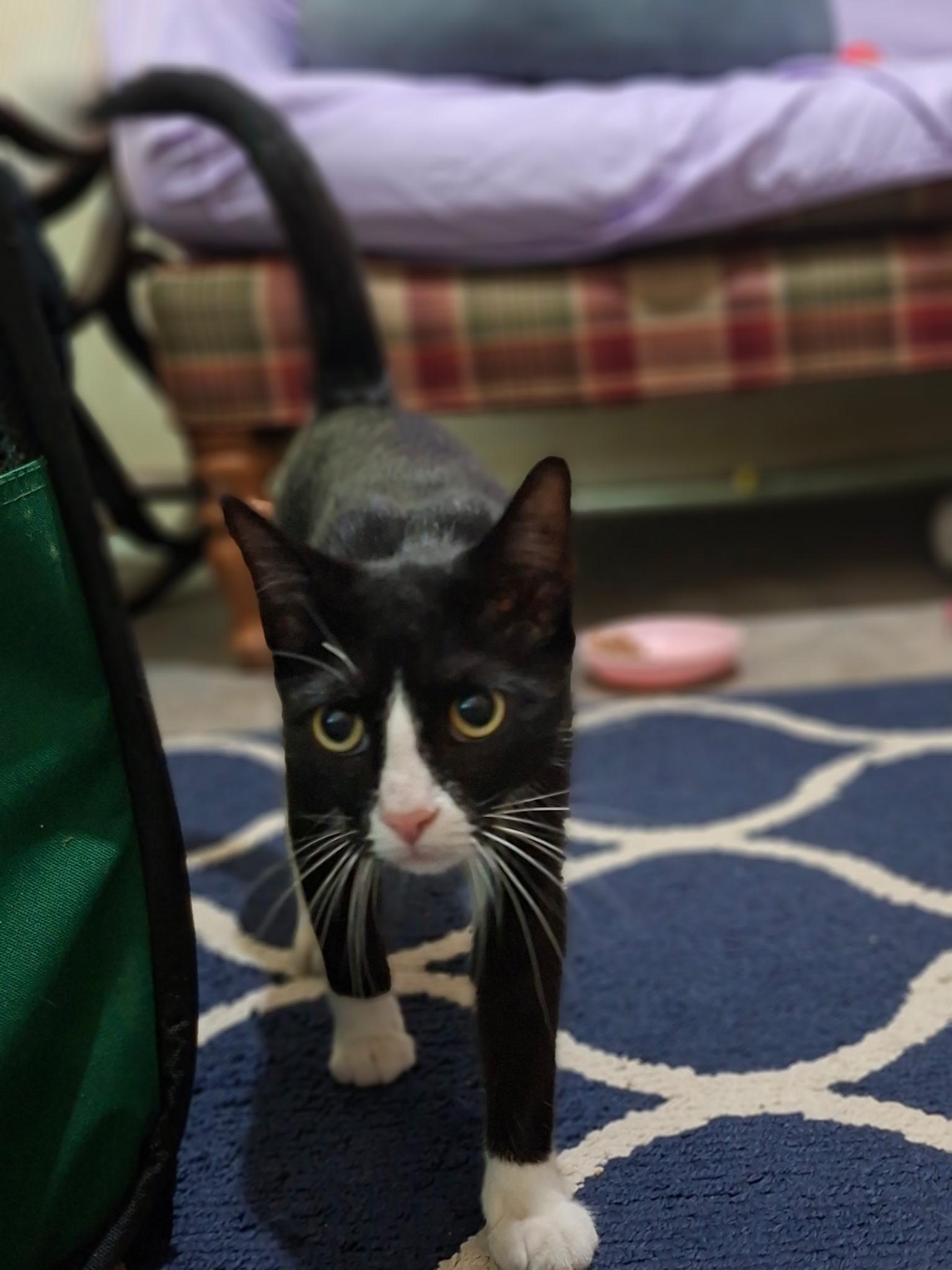 Enlarge Juliette- Your New Best Friend, a Adoptable American Shorthair in Bath, ME image 6/6