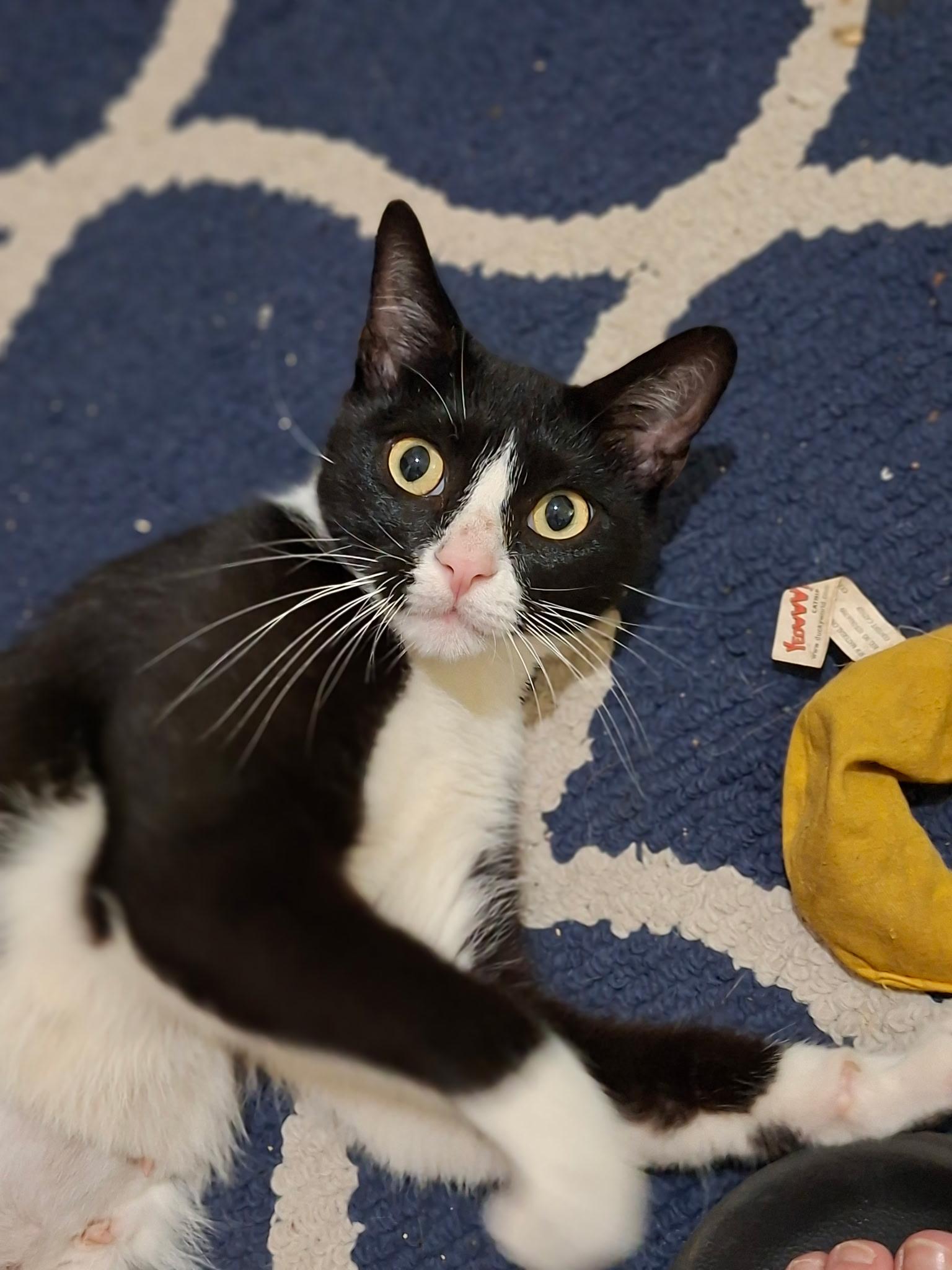 Enlarge Juliette- Your New Best Friend, a Adoptable American Shorthair in Bath, ME image 4/6