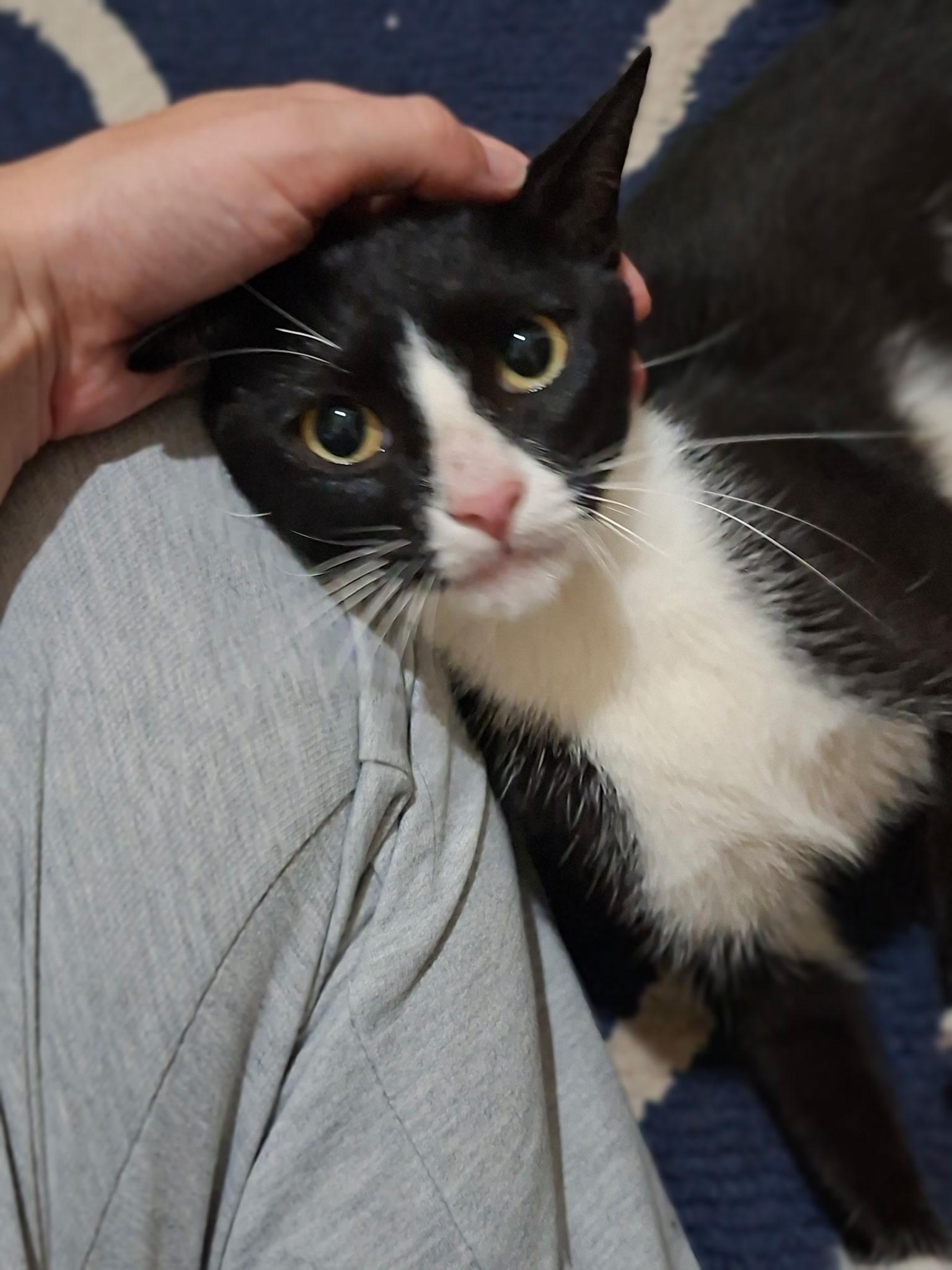 Enlarge Juliette- Your New Best Friend, a Adoptable American Shorthair in Bath, ME image 2/6