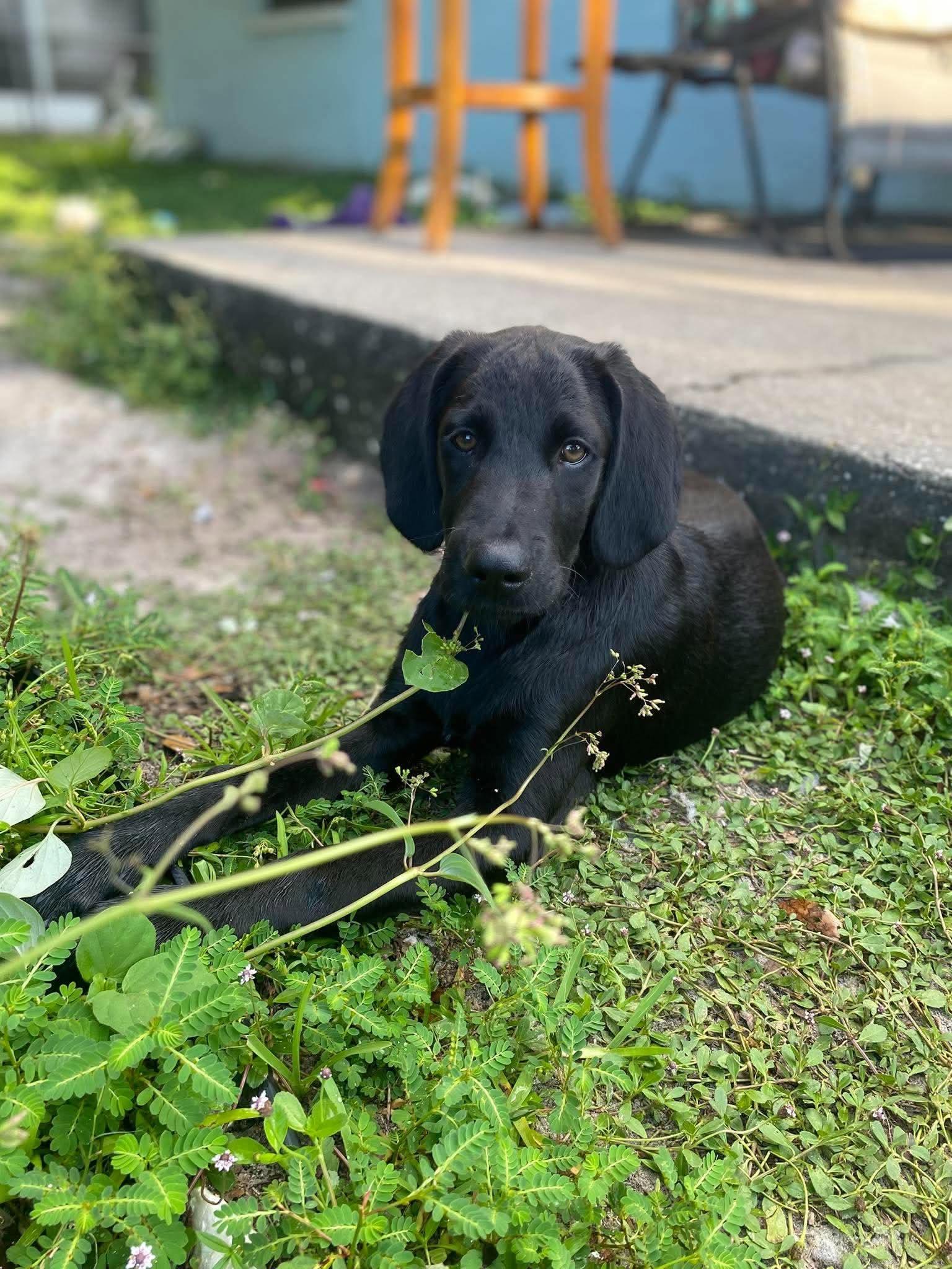 Enlarge Nico, a Adoptable mixed breed in Saint Petersburg, FL image 1/1