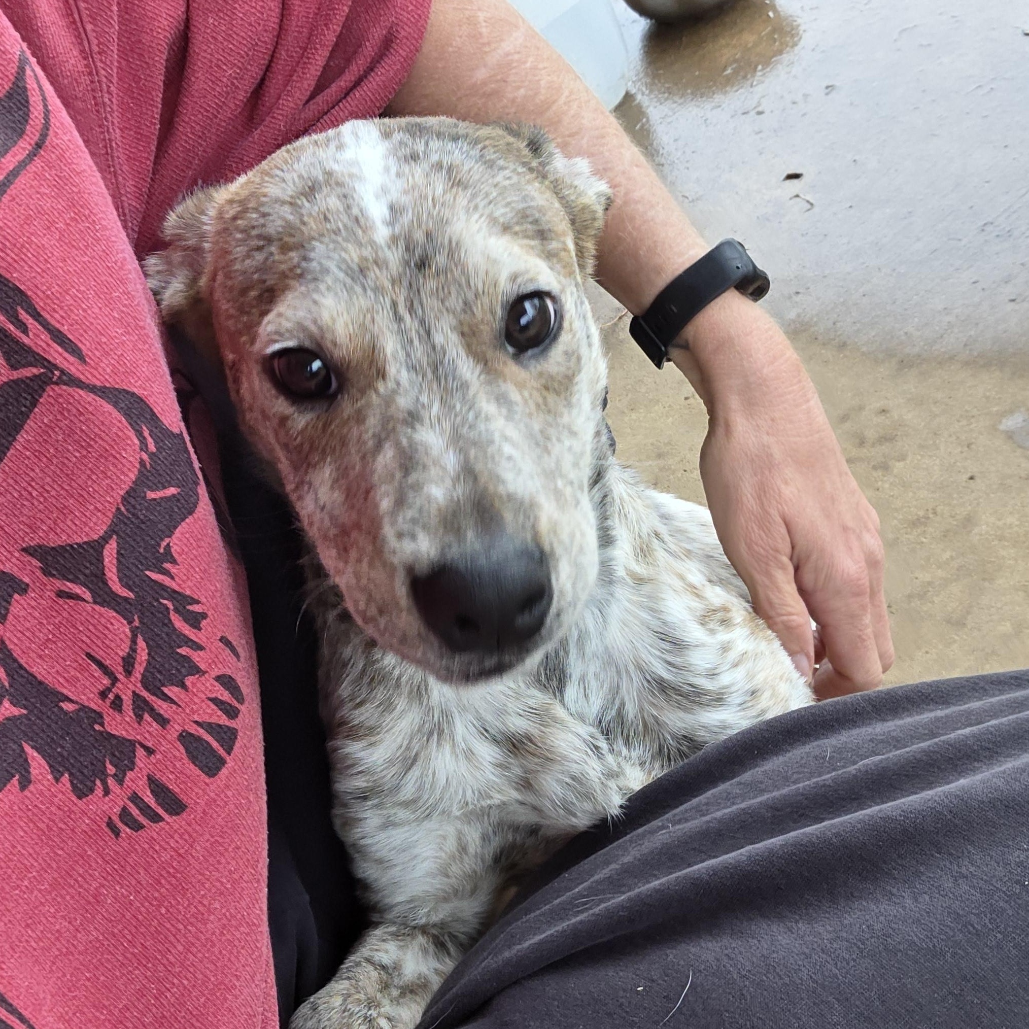 Ash, Adoptable, Young Male Australian Cattle Dog / Blue Heeler & Pit Bull Terrier.