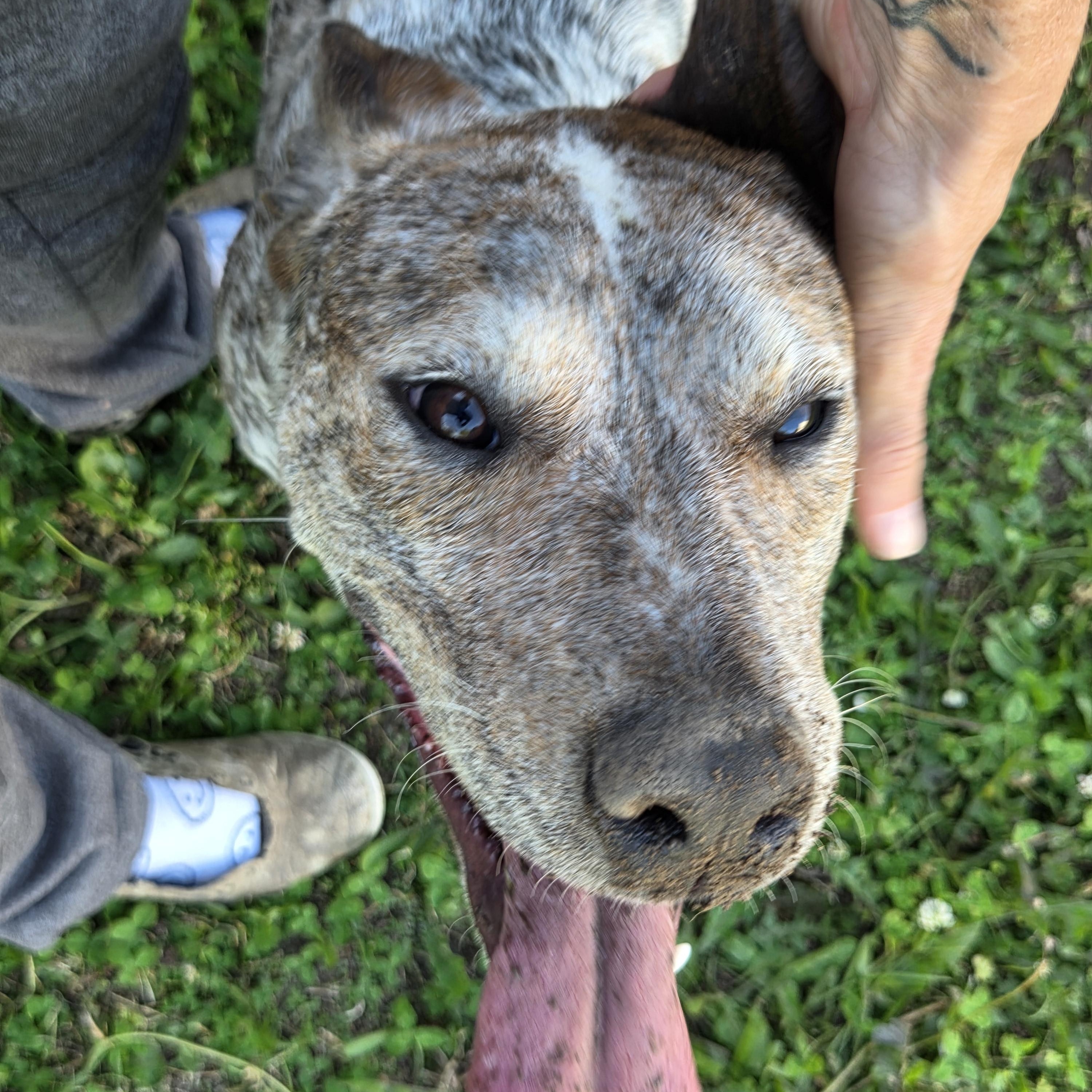 Ash, Adoptable, Young Male Australian Cattle Dog / Blue Heeler & Pit Bull Terrier.