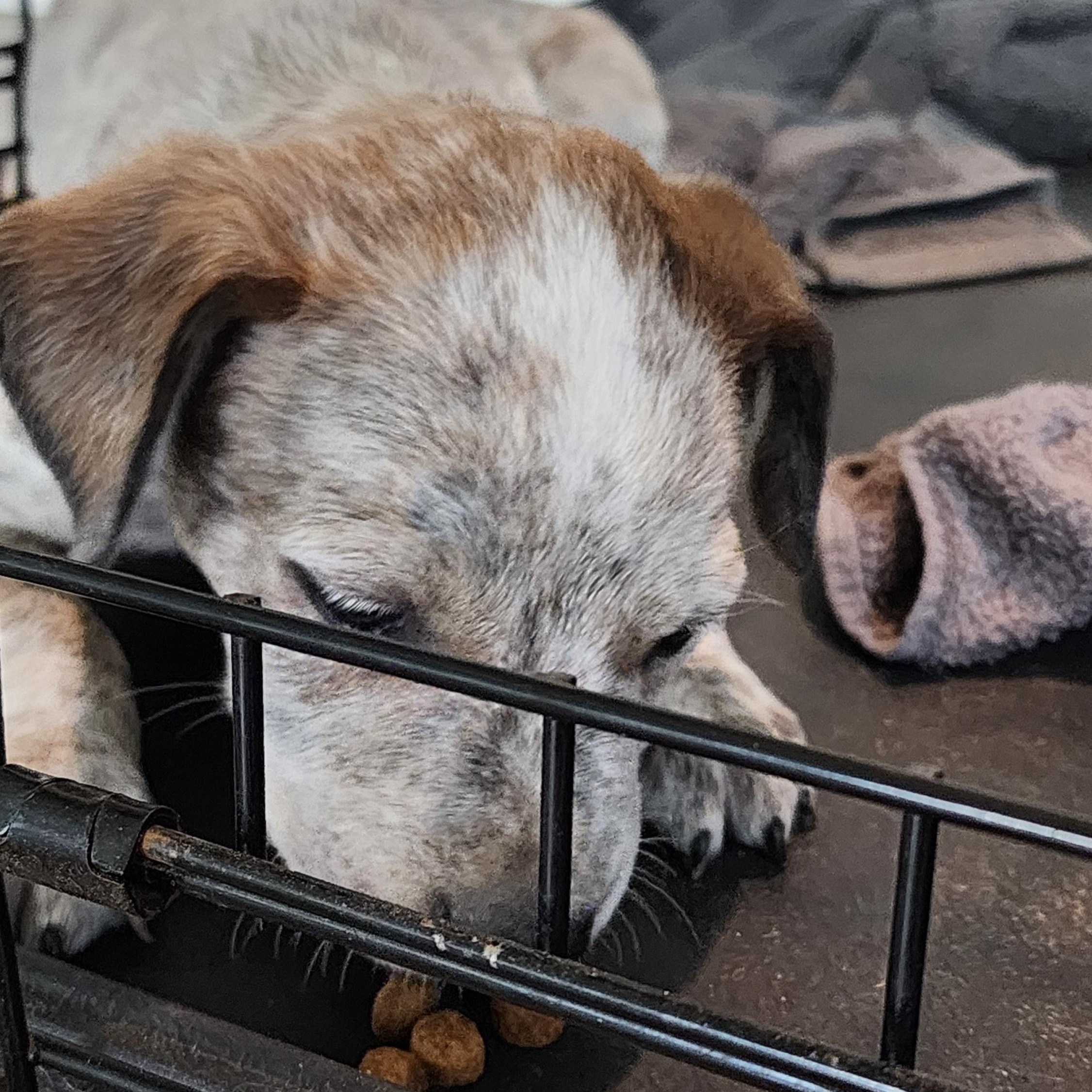 Enlarge Ash, a Adoptable mixed breed in Owasso, OK image 2/3