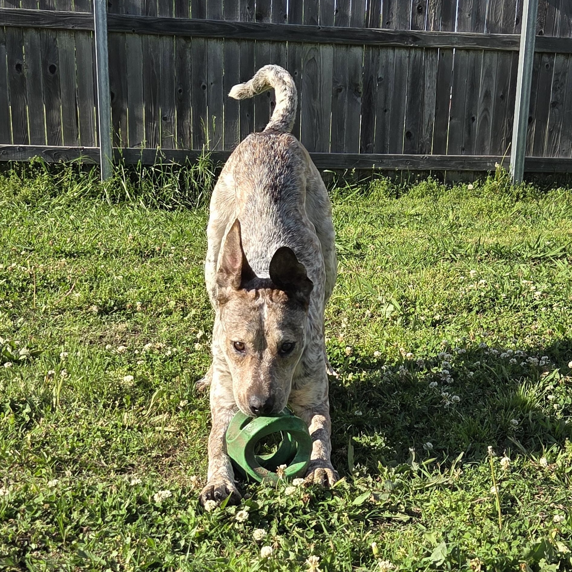 Enlarge Ash, a Adoptable mixed breed in Owasso, OK image 3/5