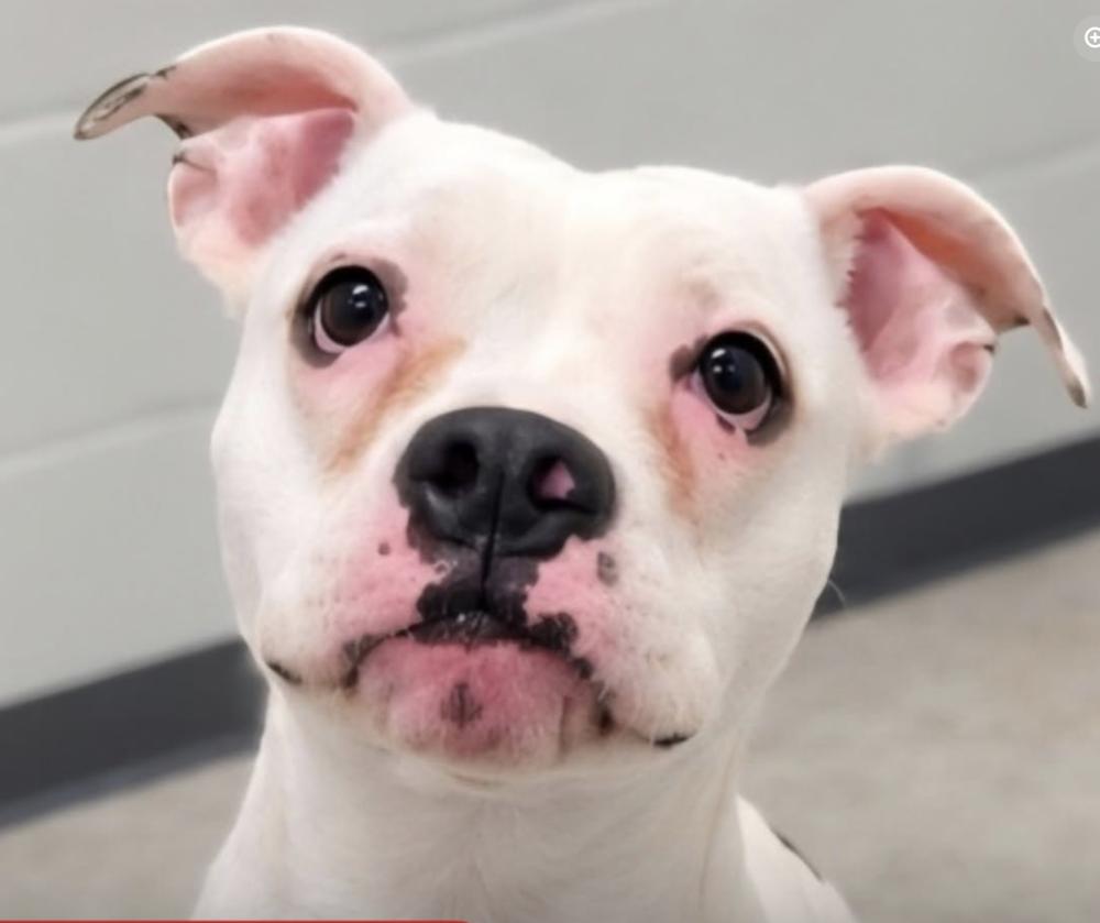 Enlarge Denali, a Adoptable mixed breed in Minneapolis, MN image 1/5