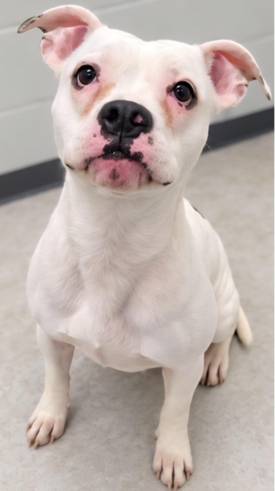 Enlarge Denali, a Adoptable mixed breed in Minneapolis, MN image 5/5