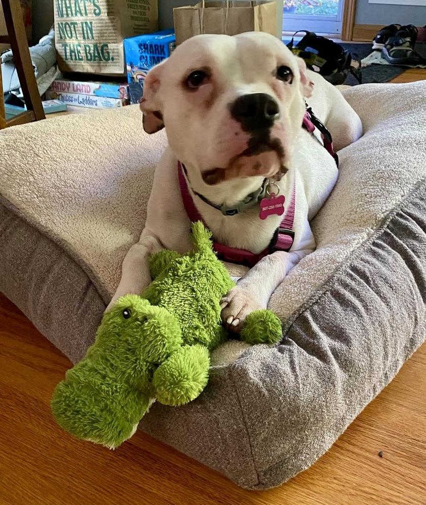 Enlarge Denali, a Adoptable mixed breed in Minneapolis, MN image 2/5