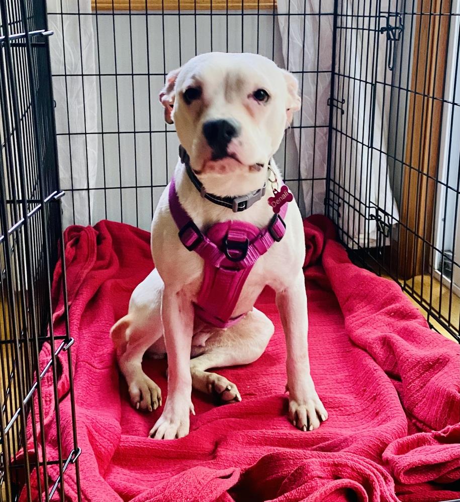 Enlarge Denali, a Adoptable mixed breed in Minneapolis, MN image 3/5