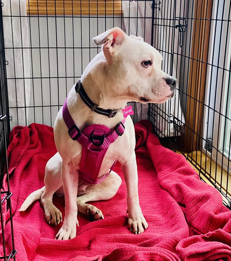 Enlarge Denali, a Adoptable mixed breed in Minneapolis, MN image 4/5