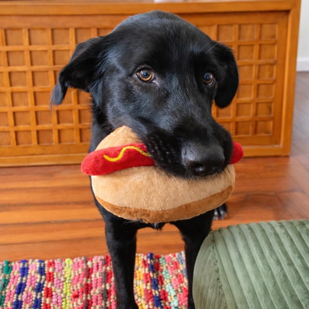 Jorts (fka Jett Ryder) — thumbnail 6