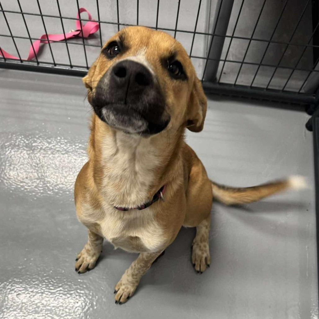 Maple, Adoptable, Young Female Boxer & Mixed Breed.