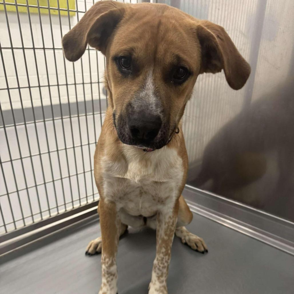 Enlarge Maple, a Adoptable mixed breed in Rocky Mount, VA image 2/2