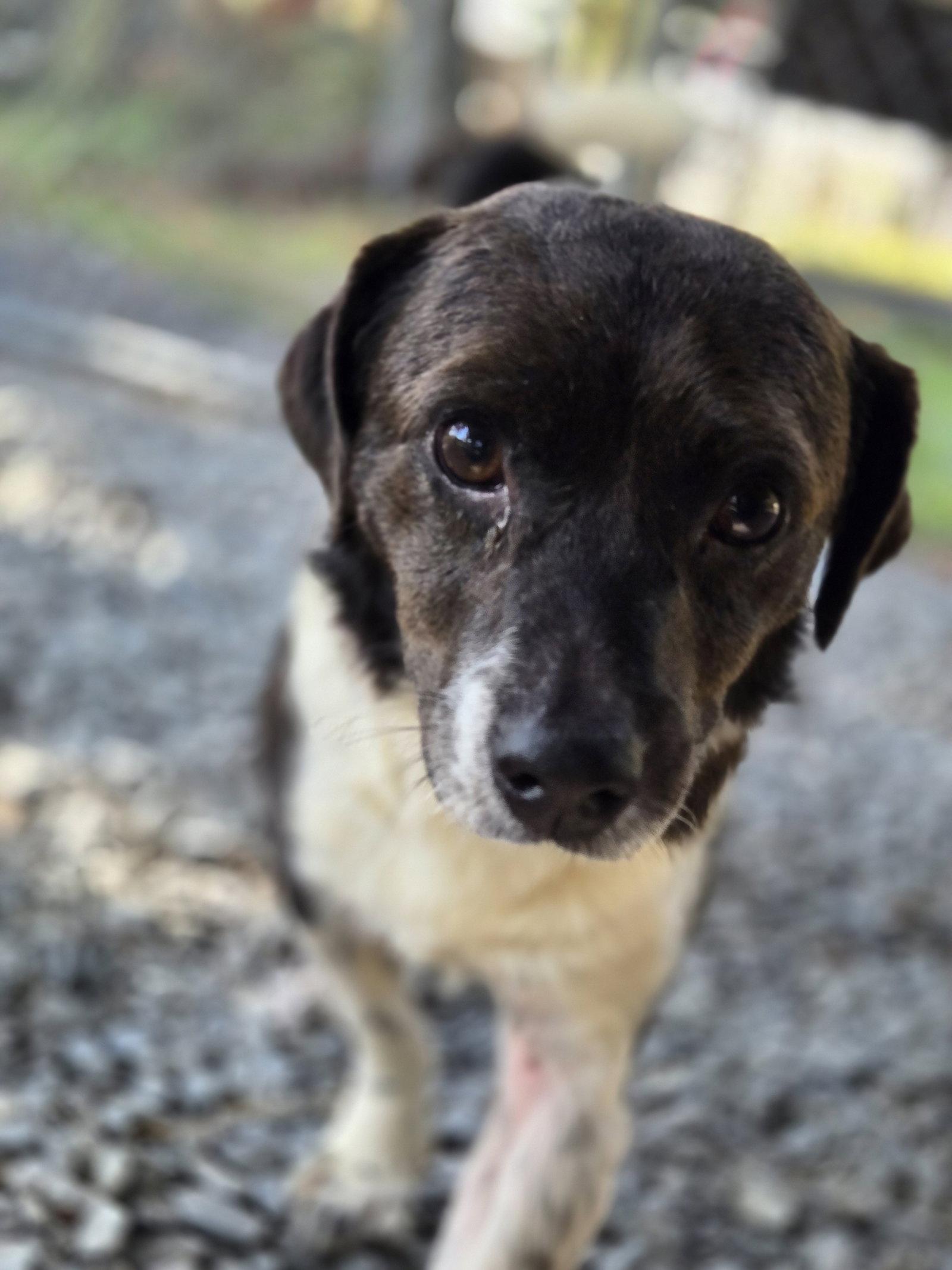 Manny, Adoptable, Adult Male Border Collie & Chihuahua.