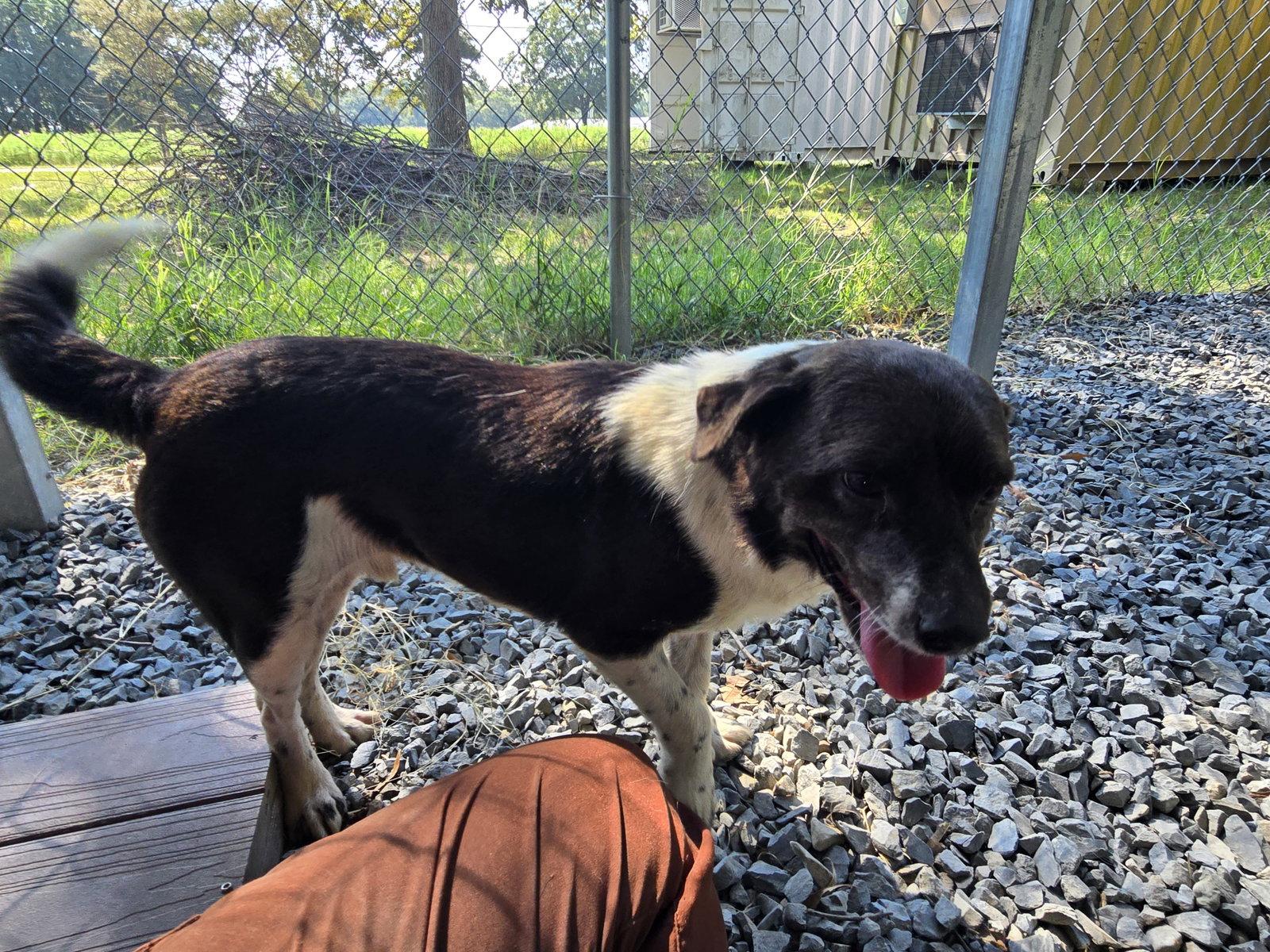 Enlarge Manny, a Adoptable mixed breed in Albemarle, NC image 2/2