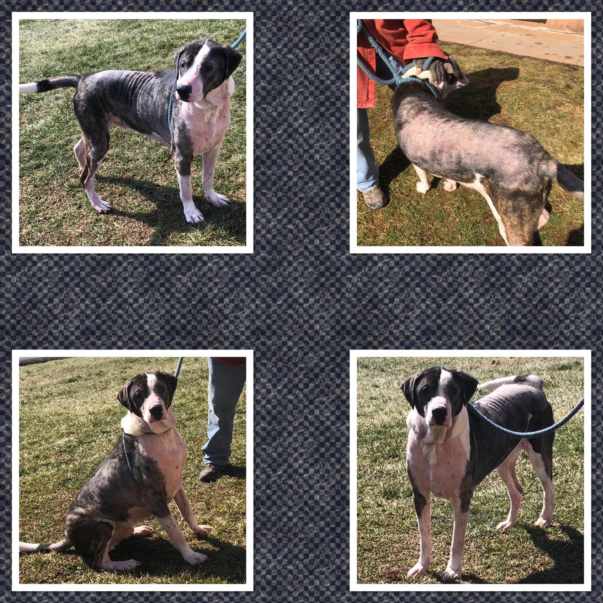 EASTON, ADOPTABLE, Adult Male Boxer.